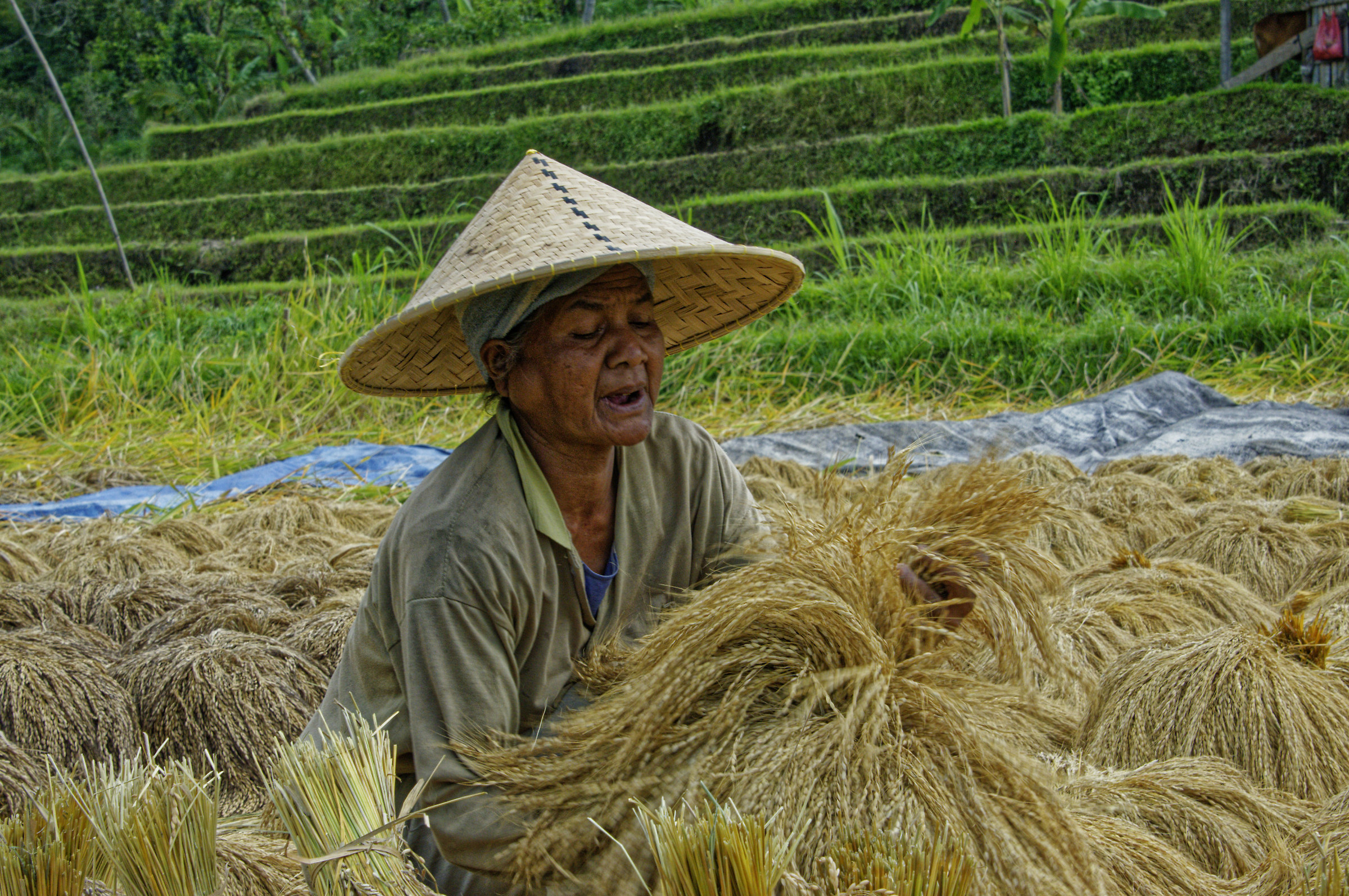 La raccolta del riso