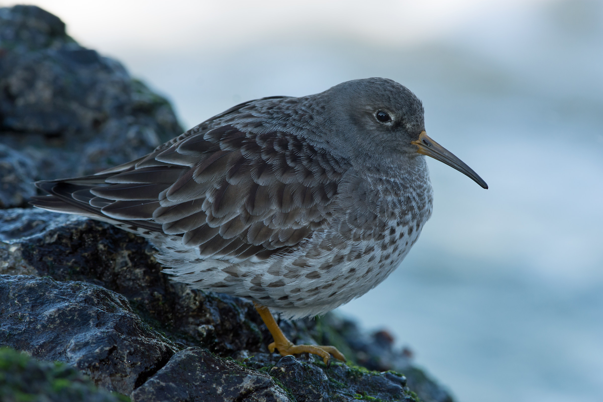 Viola Sandpiper