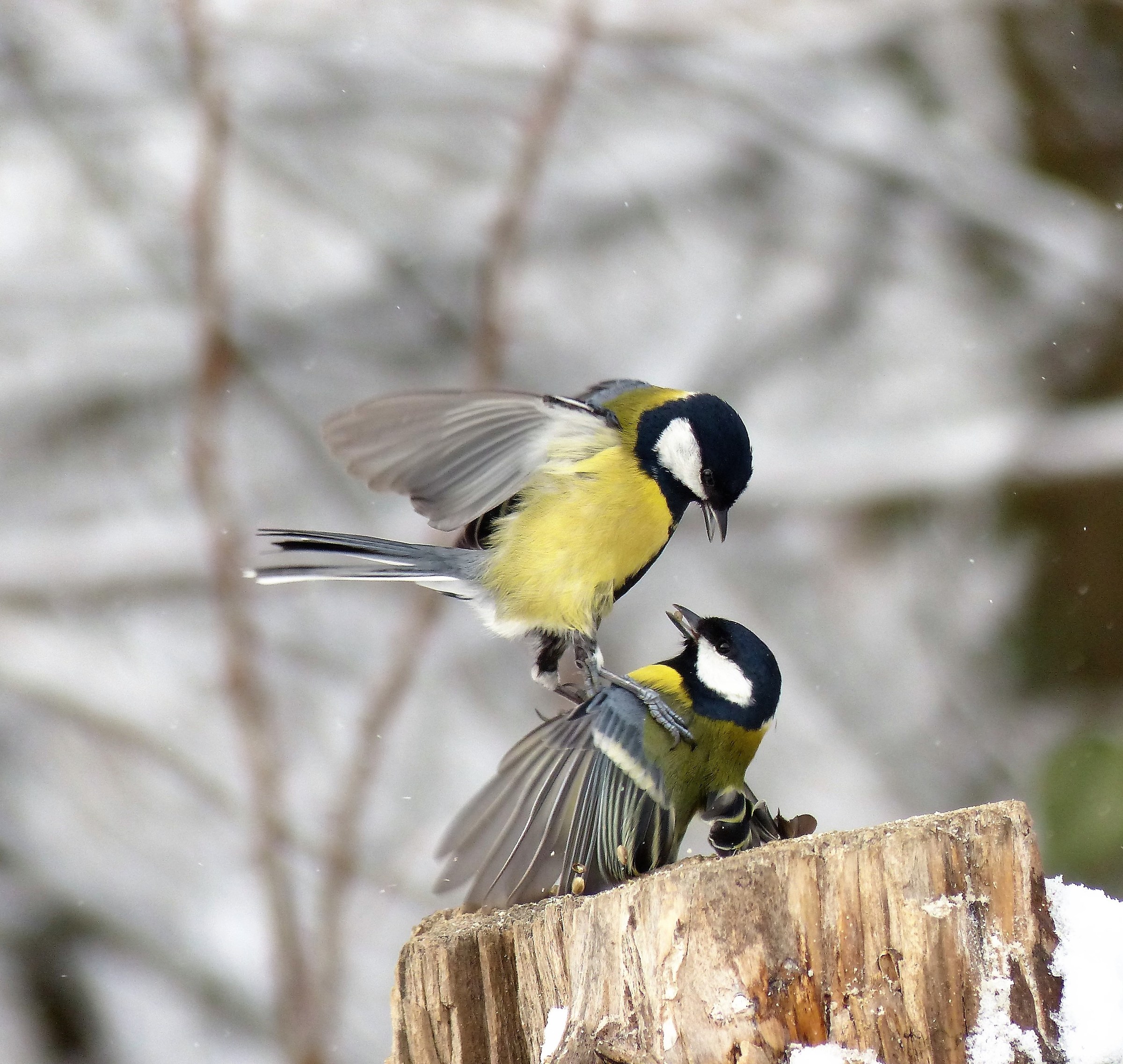 Cinciallegre in combattimento.