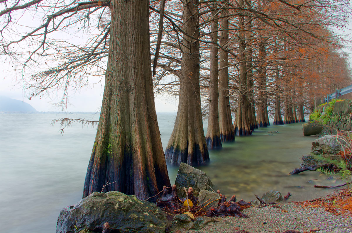 row of trees in the lake