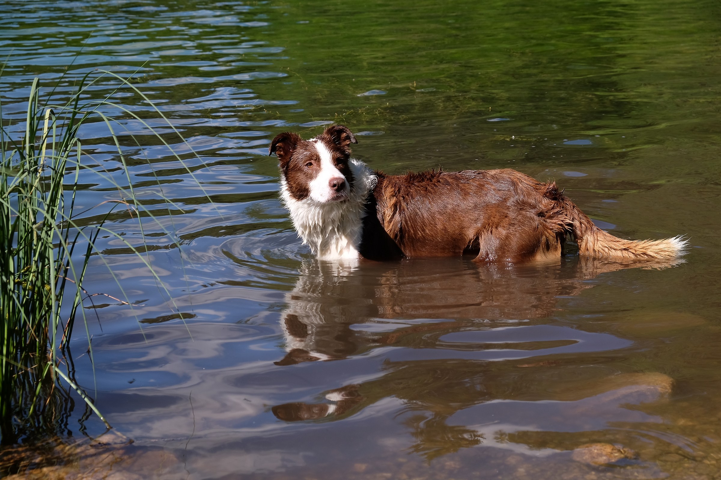 Shon in the lake of Misurina