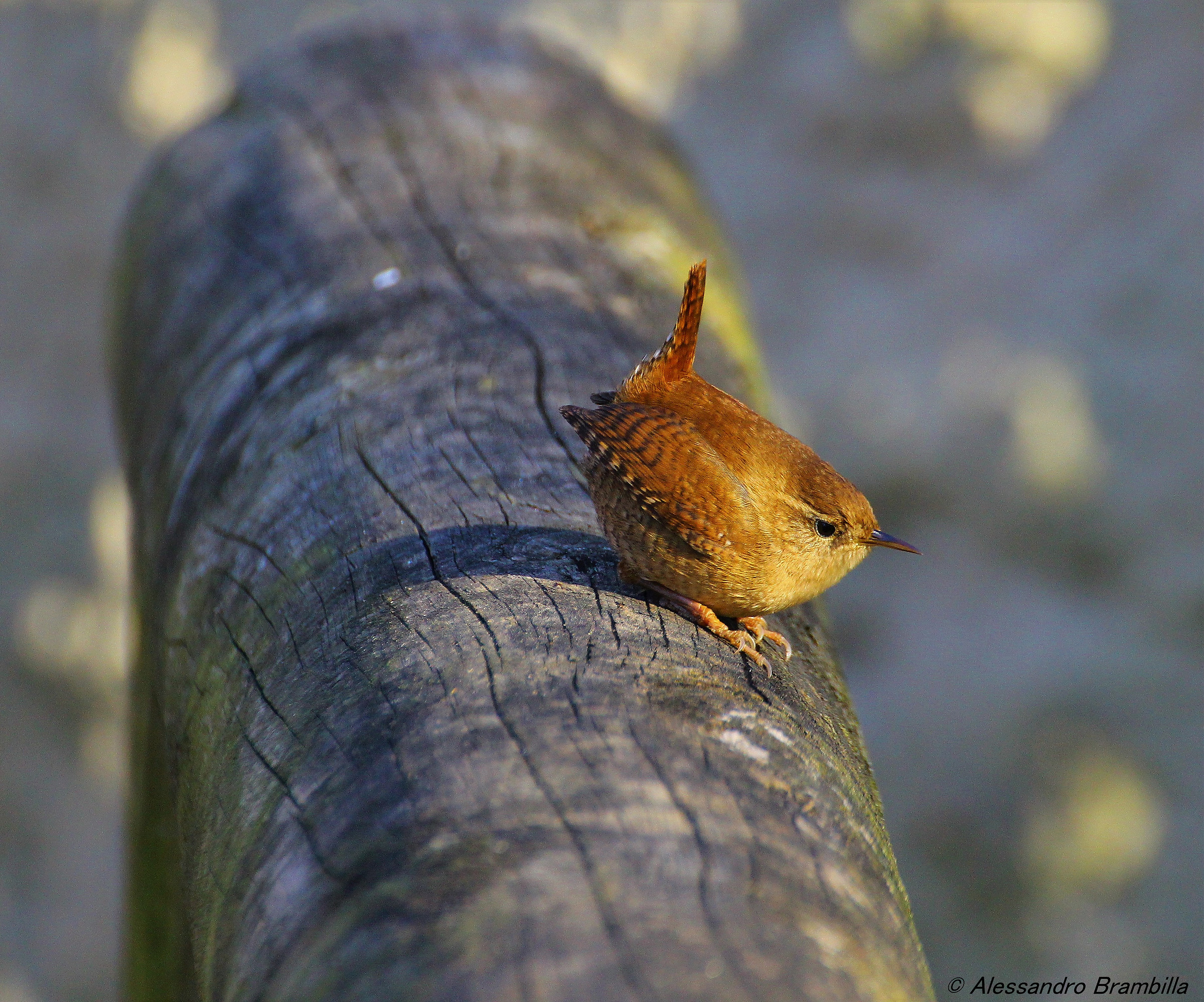 Wren
