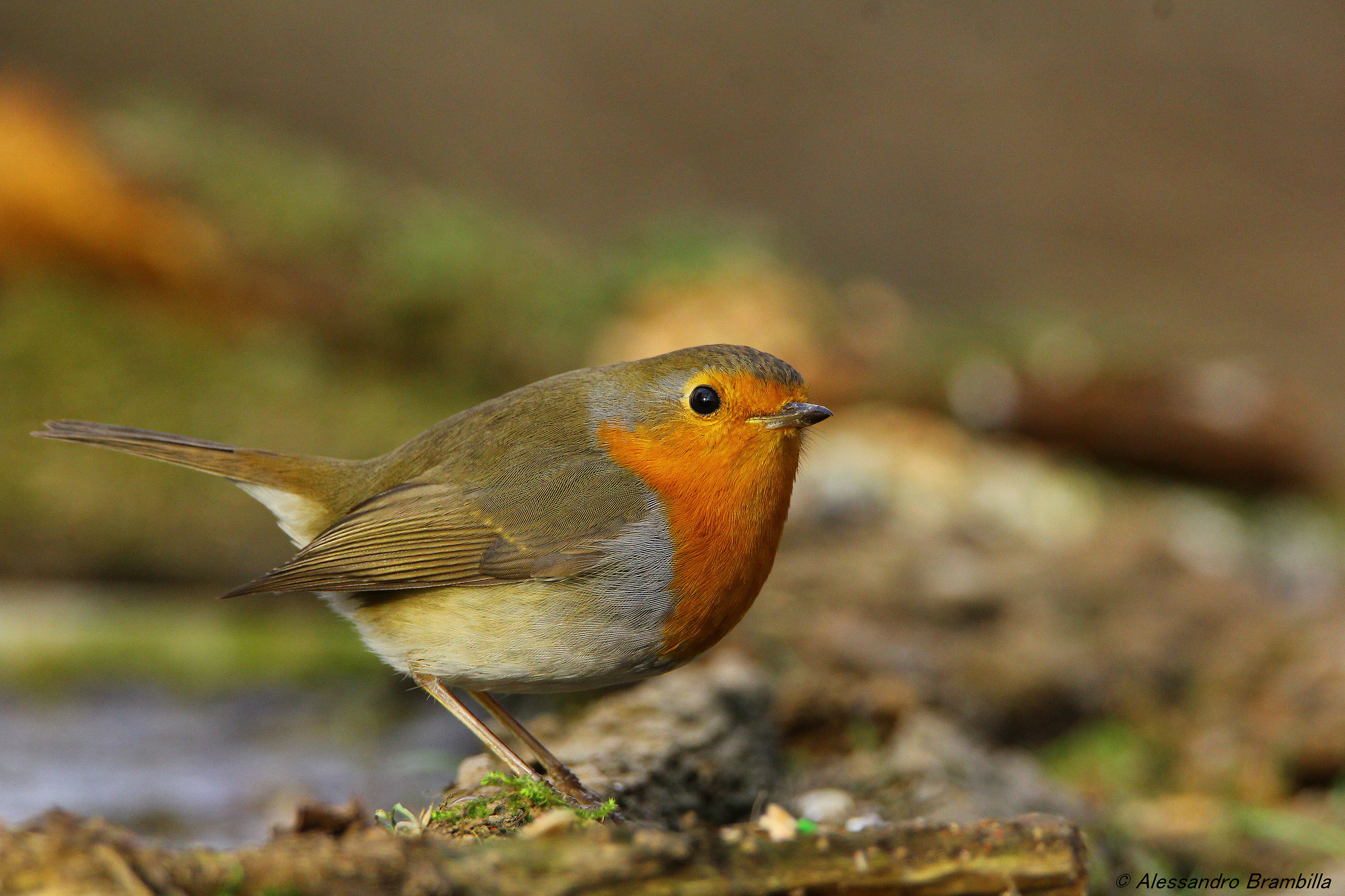 Robin HD