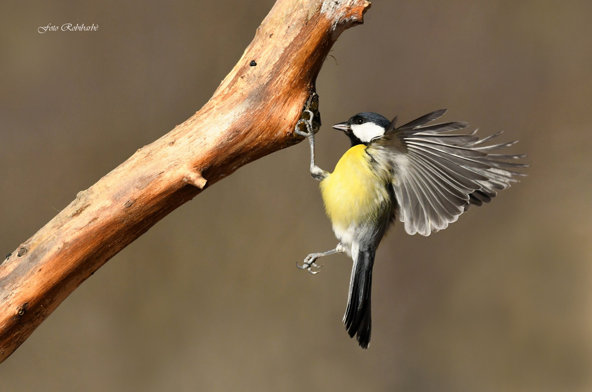 Cinciallegra...free climbing...