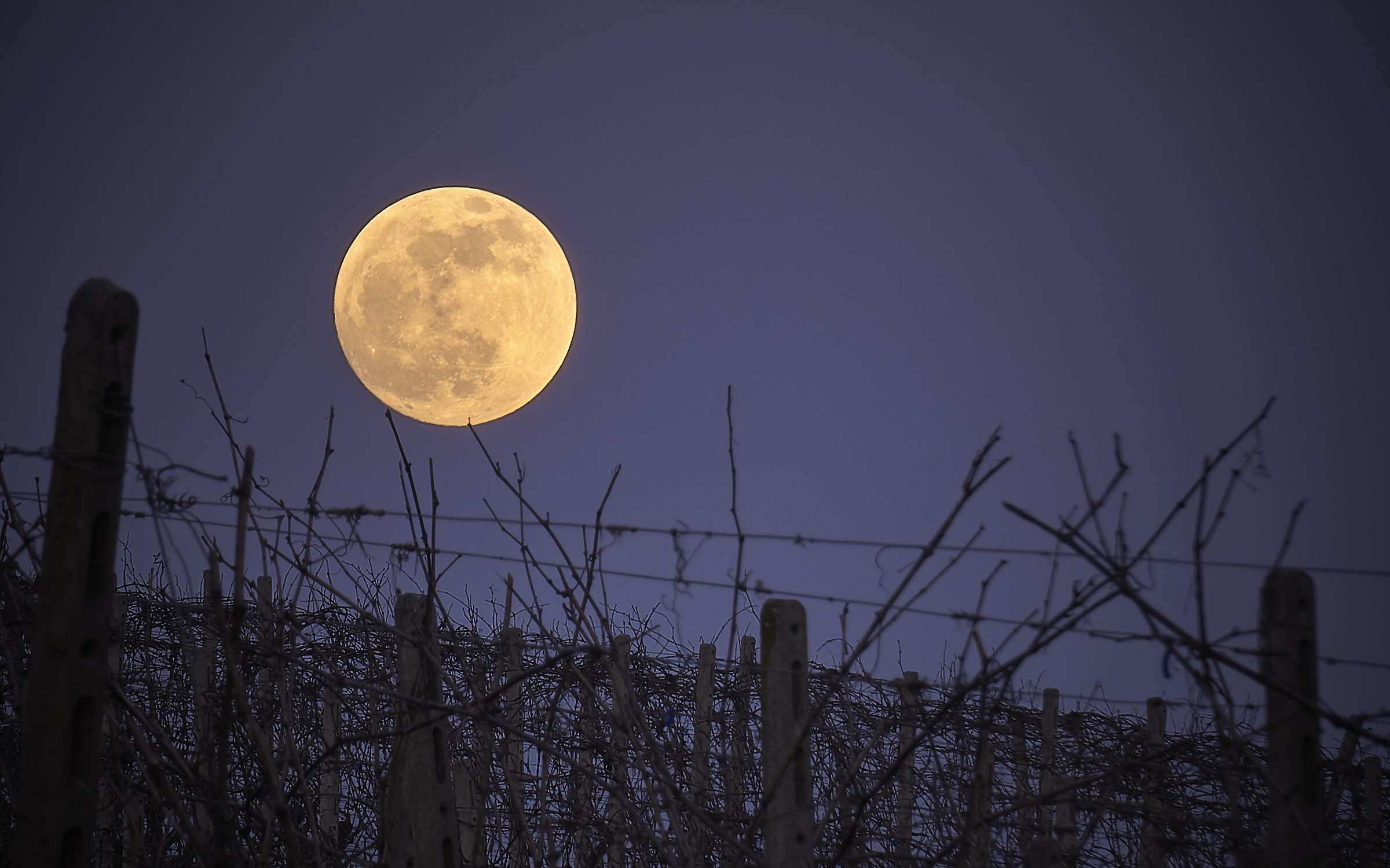 Luna on the vineyards of the Colli Tortonesi-20-01-19