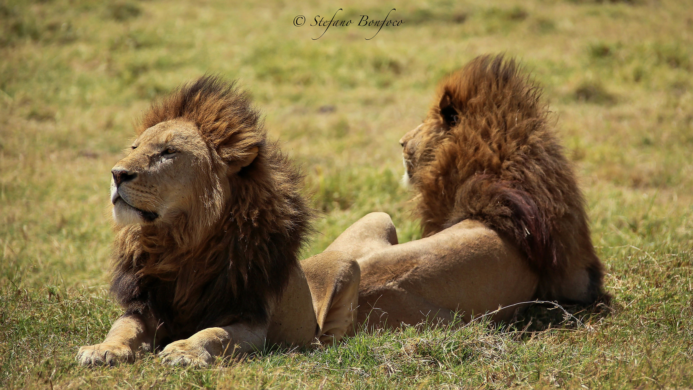 I due Fratelli (Panthera leo)