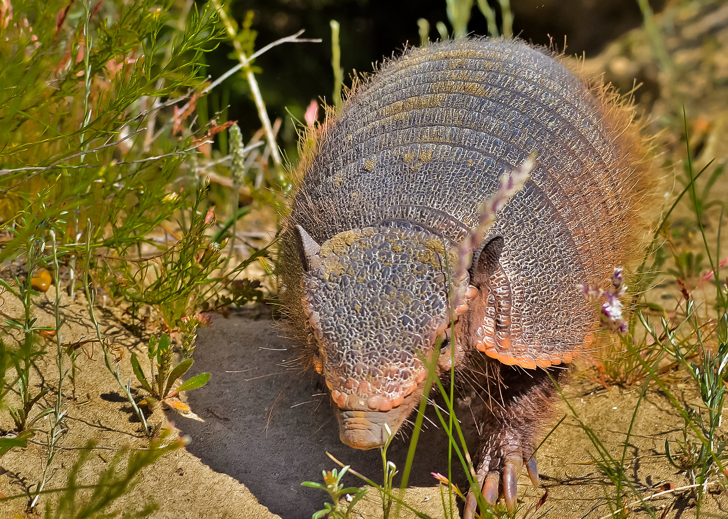 The Armadillo