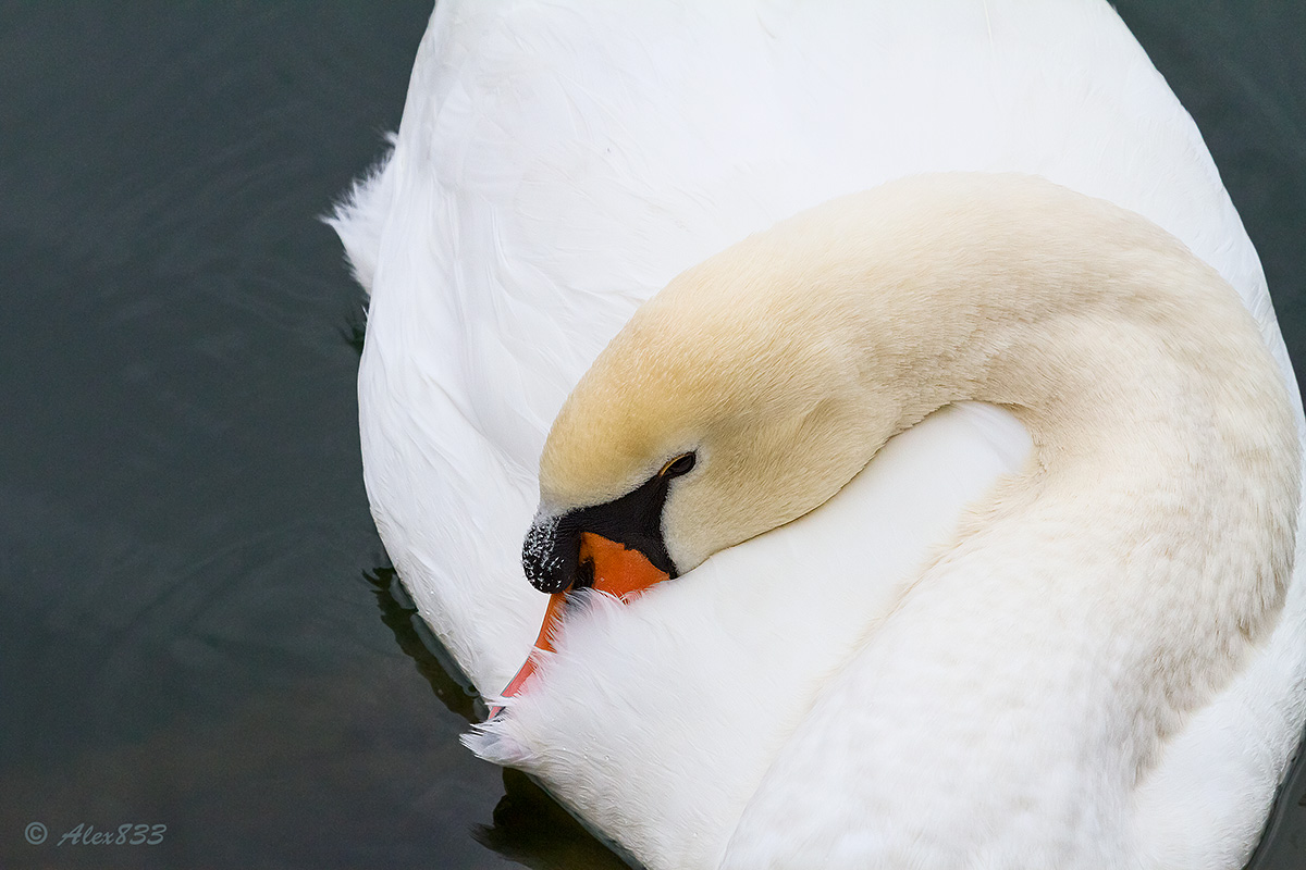 Swan