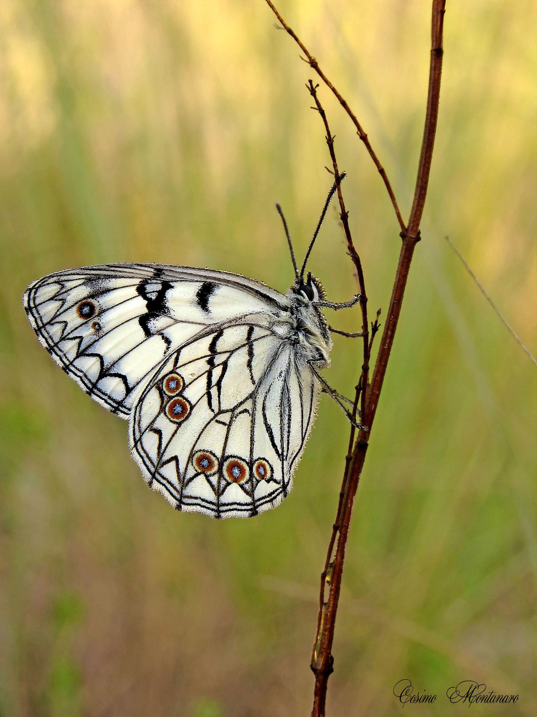 Melanargia arge