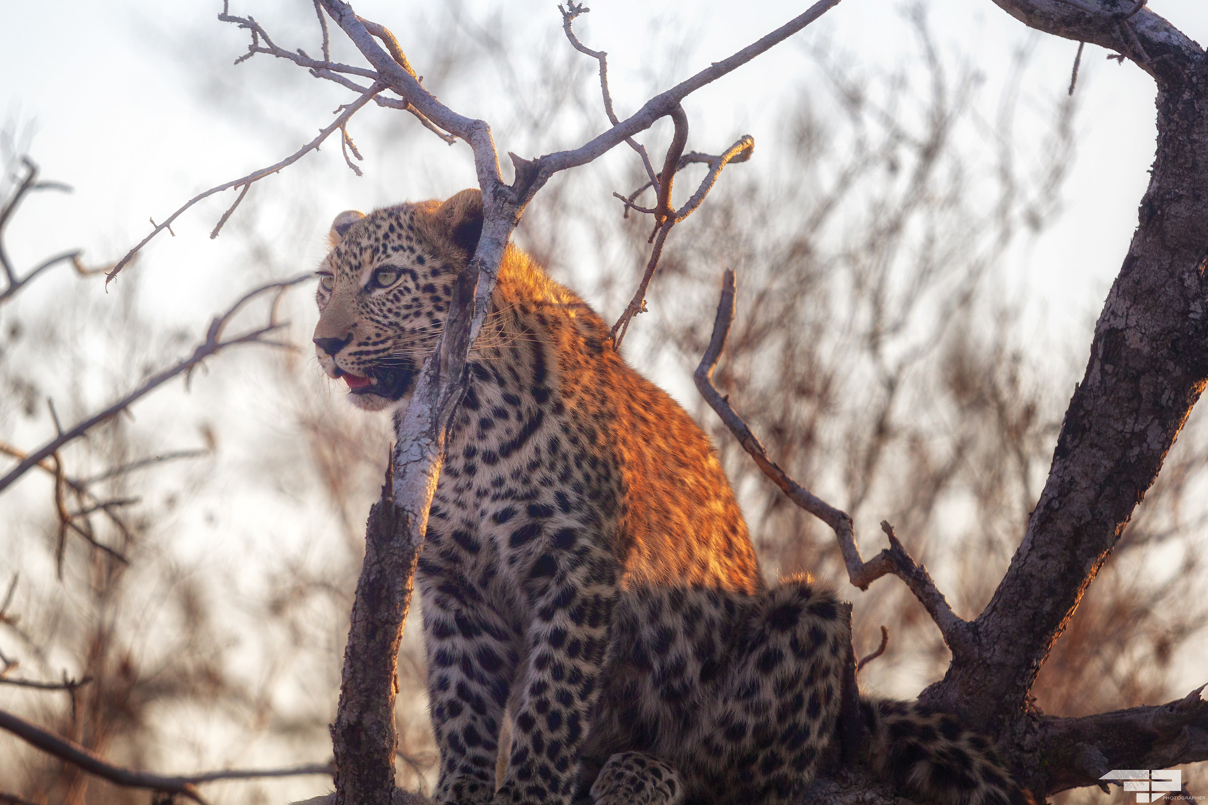 Thoughtfully leopard