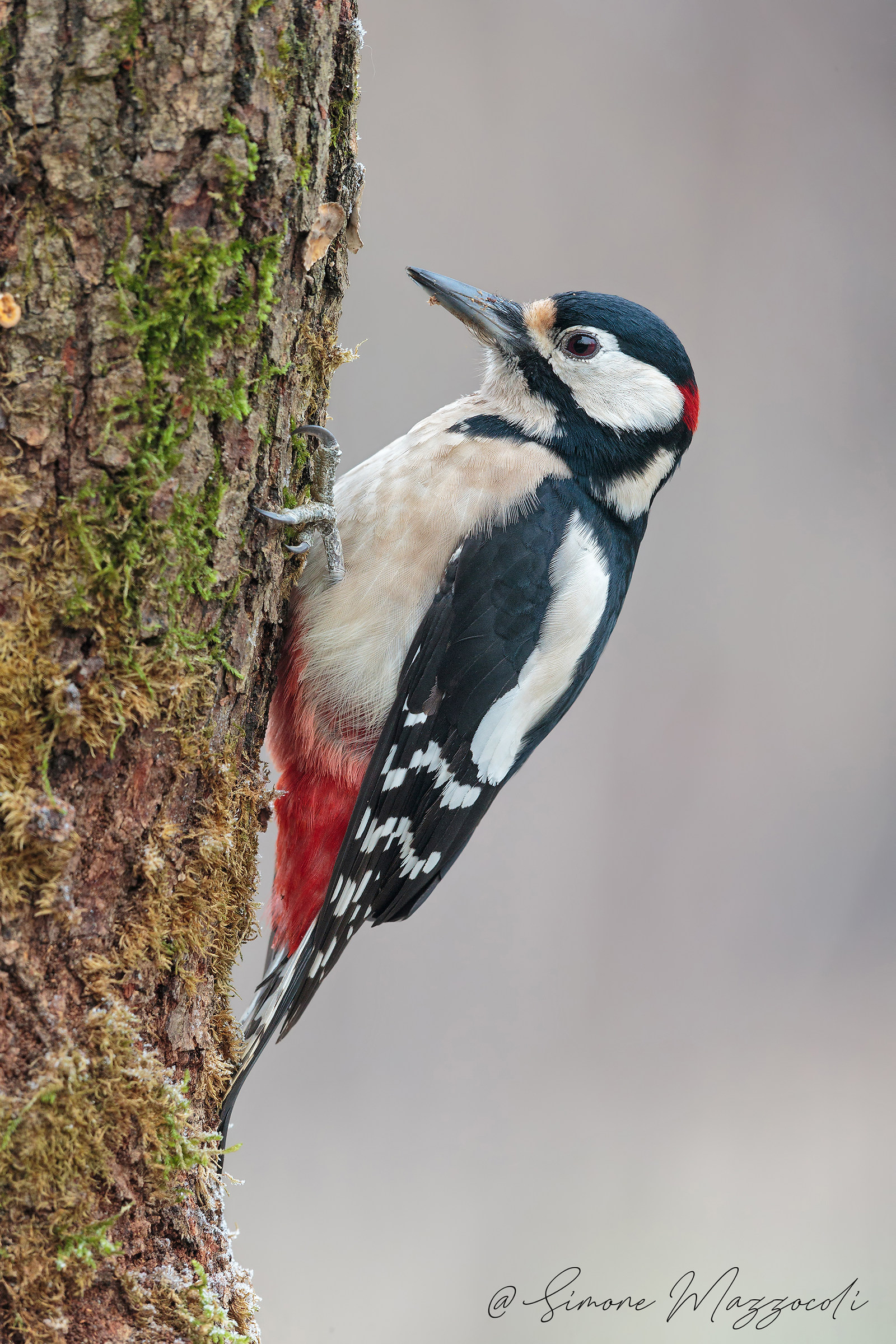 Picchio Rosso Maggiore