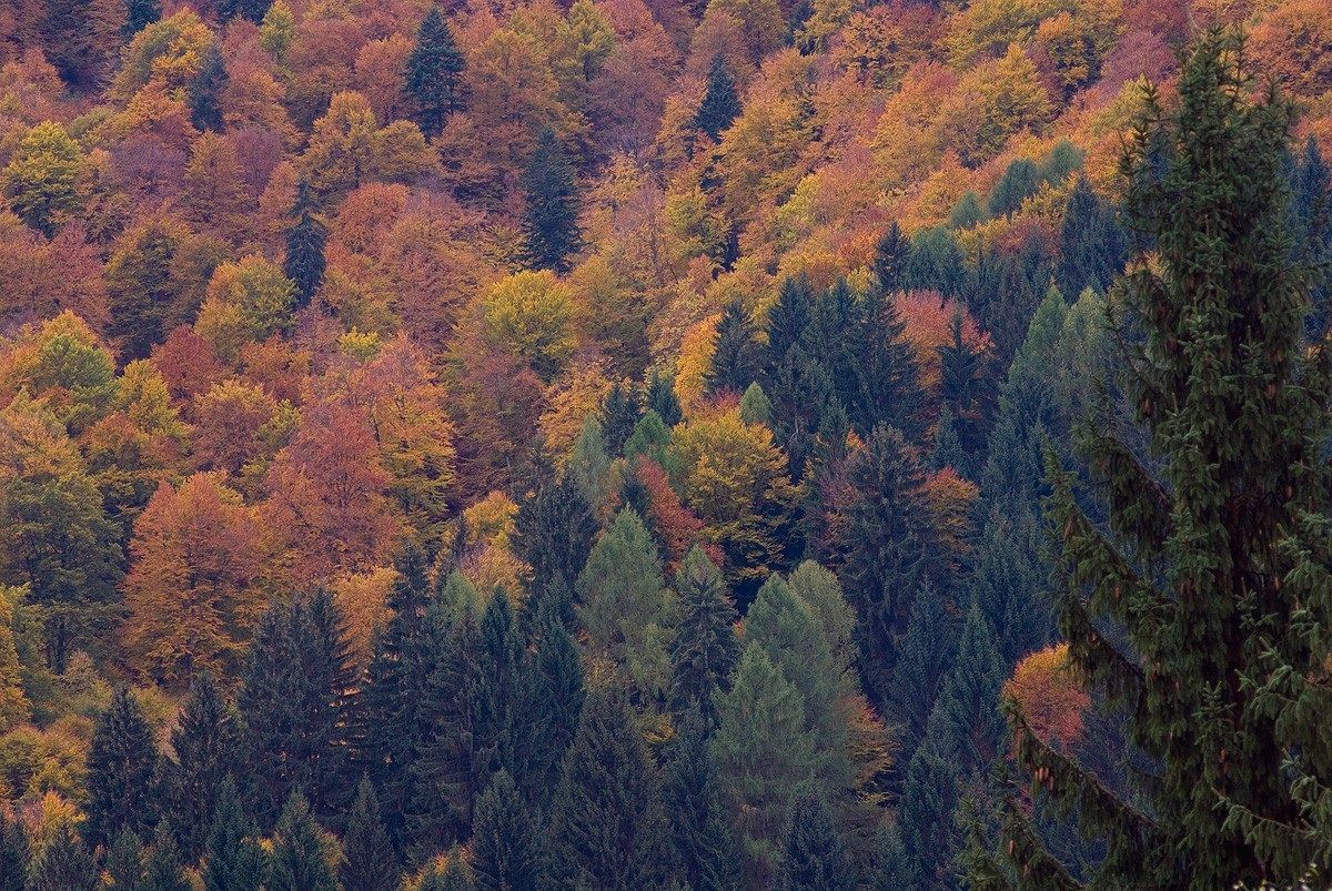 Tarvisio forest in autumn
