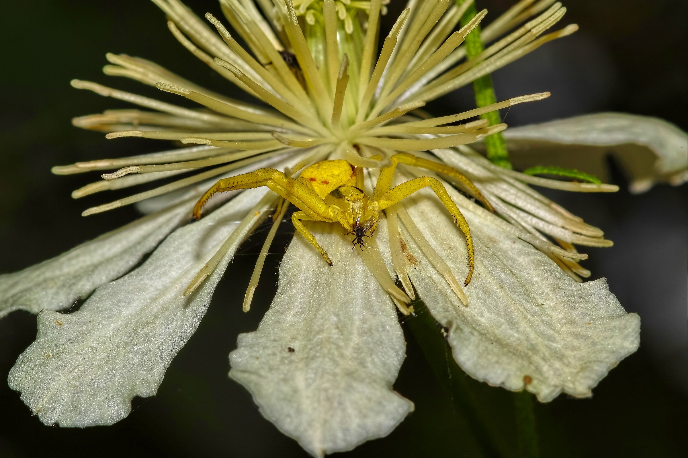Misumena vatia