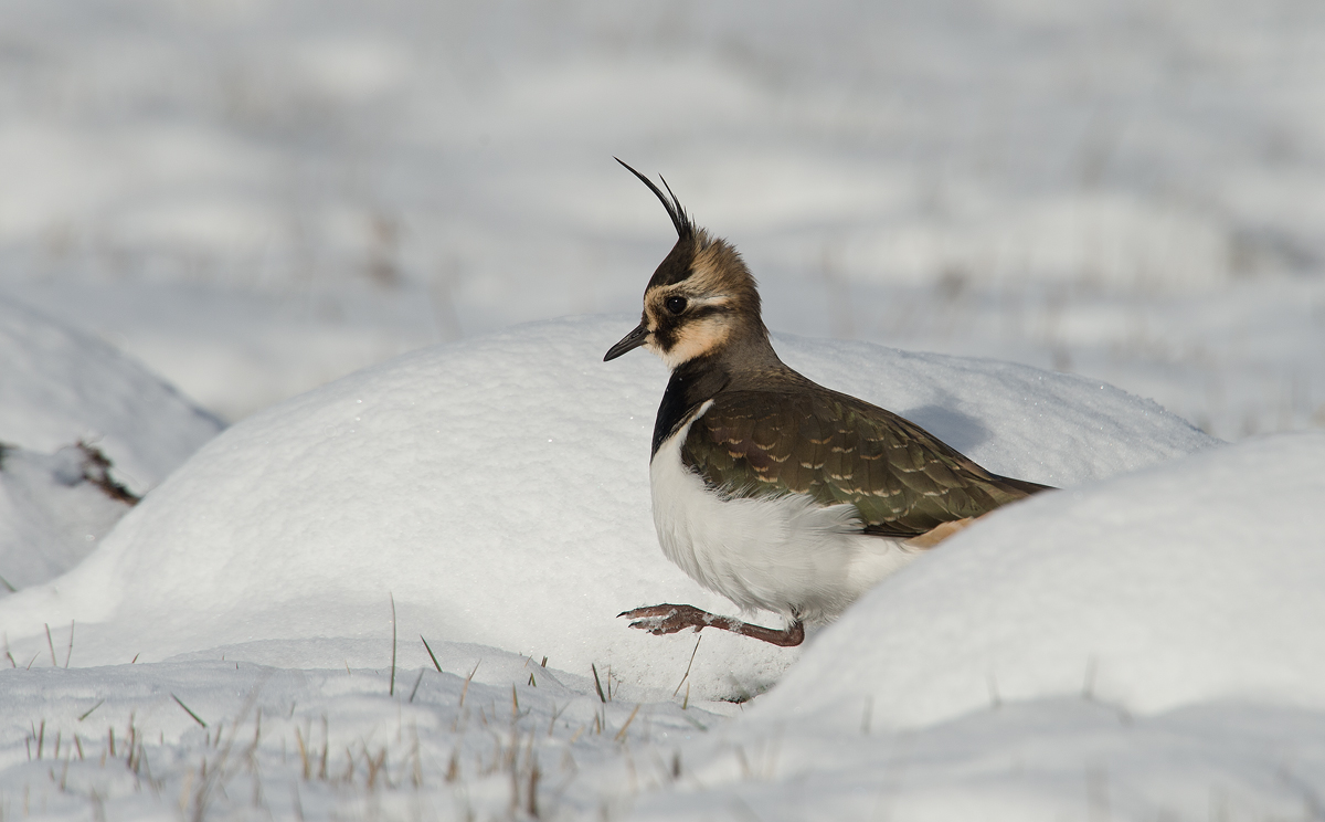 lapwing