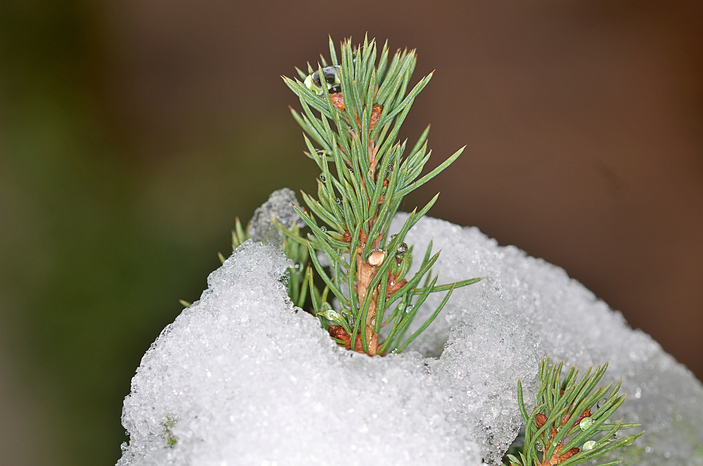 nikon d7000-sigma 105-flash ad anello