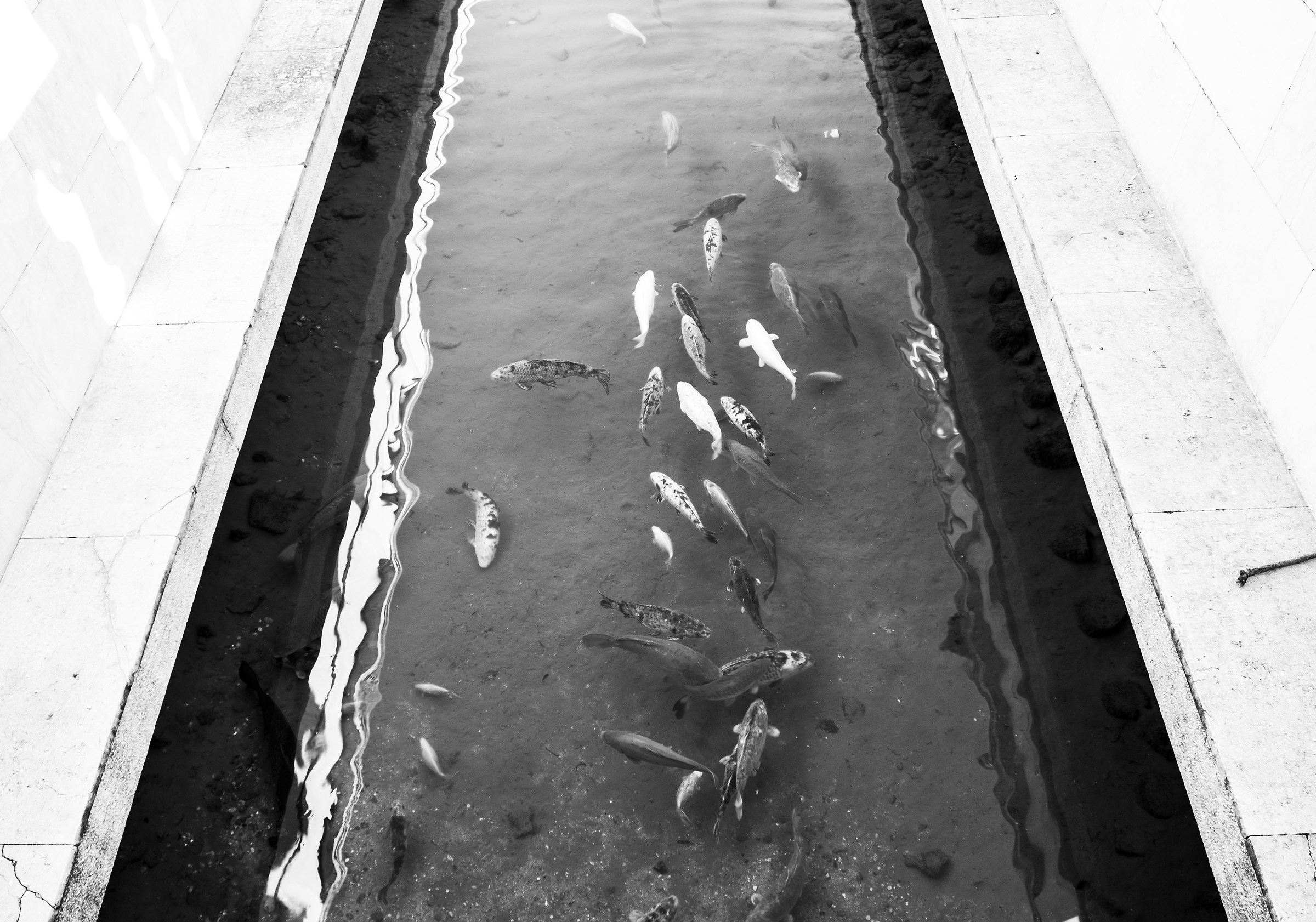 Cinquanta sfumature di carpa