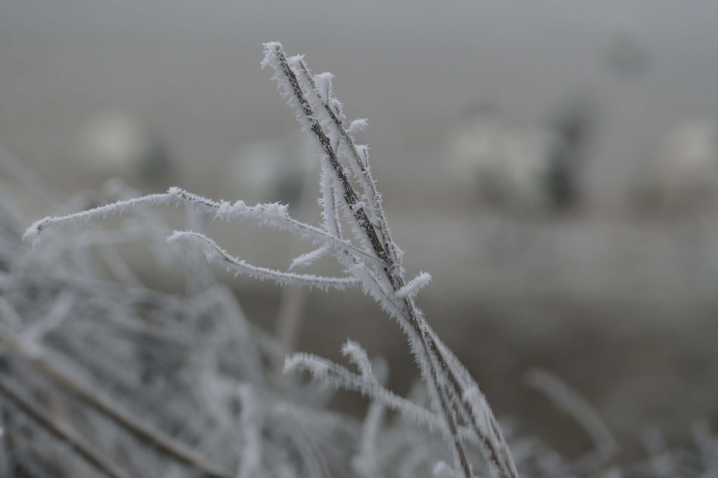 "Galinverna" Ice flower