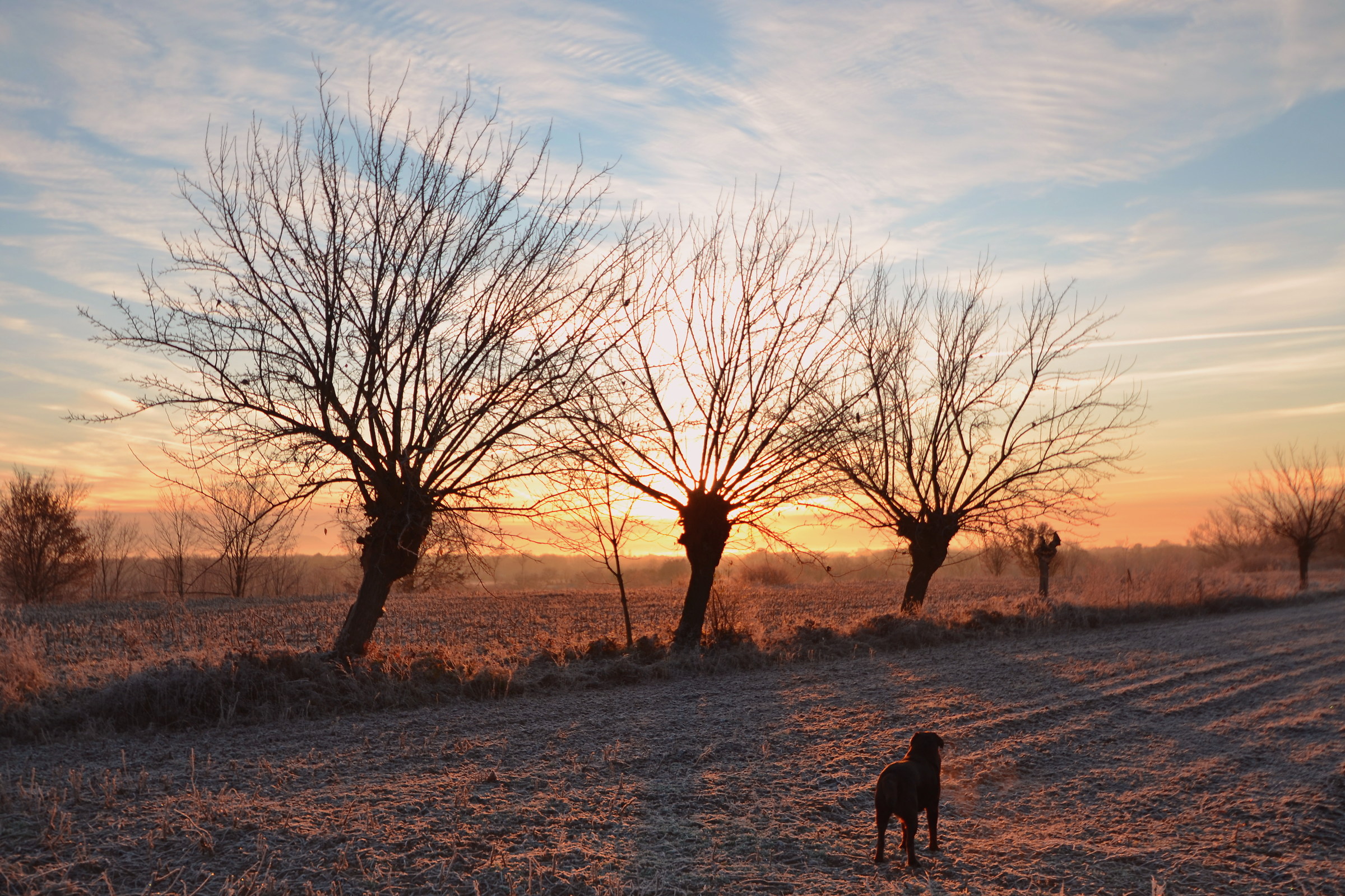 Friane Landscape with Labrador