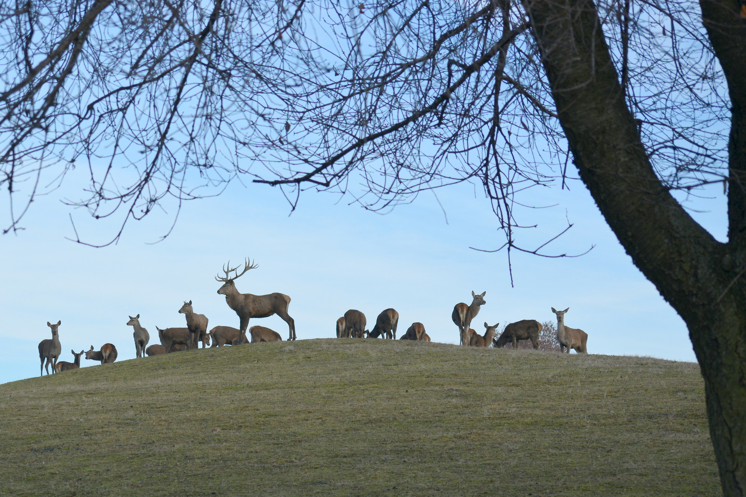 Deer with concubines