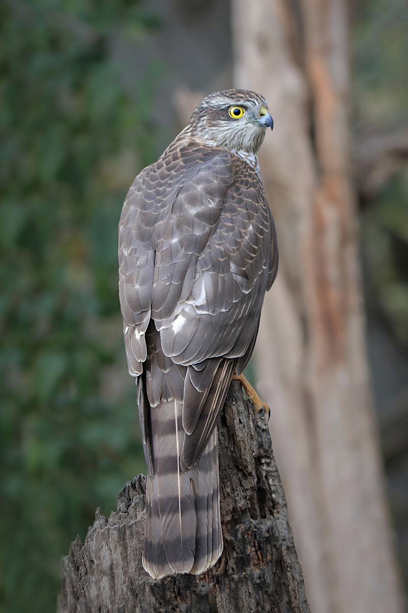 Sparrowhawk (Accipiter nisus)