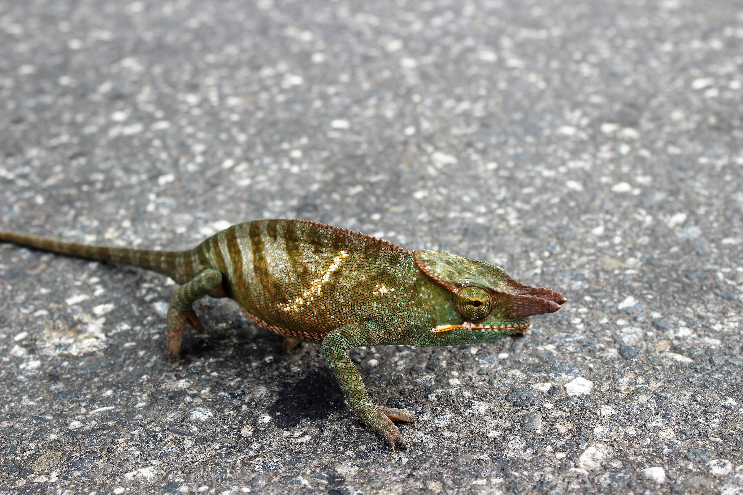 Attraversamento camaleonti