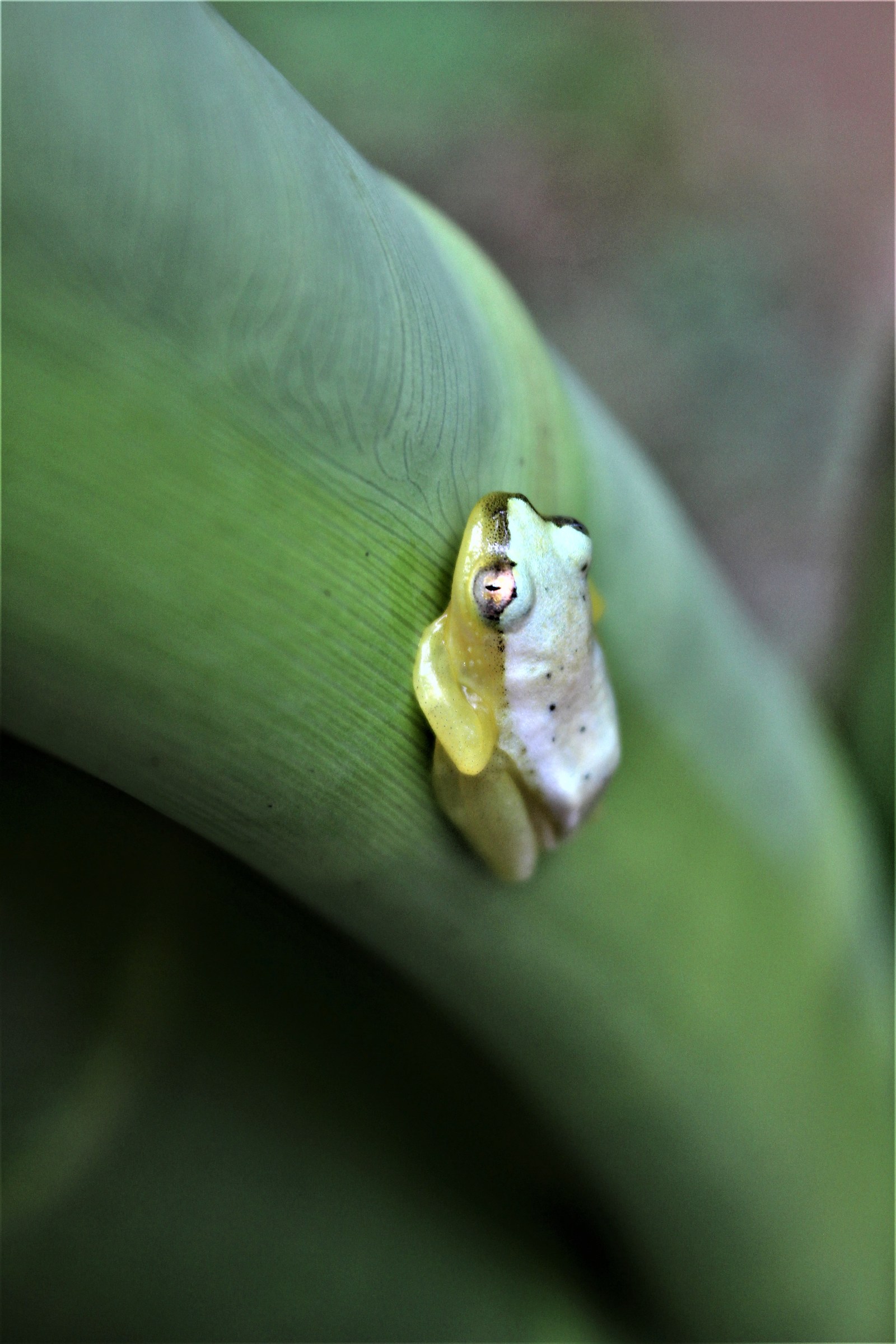 Madagascar ricco di biodiversità