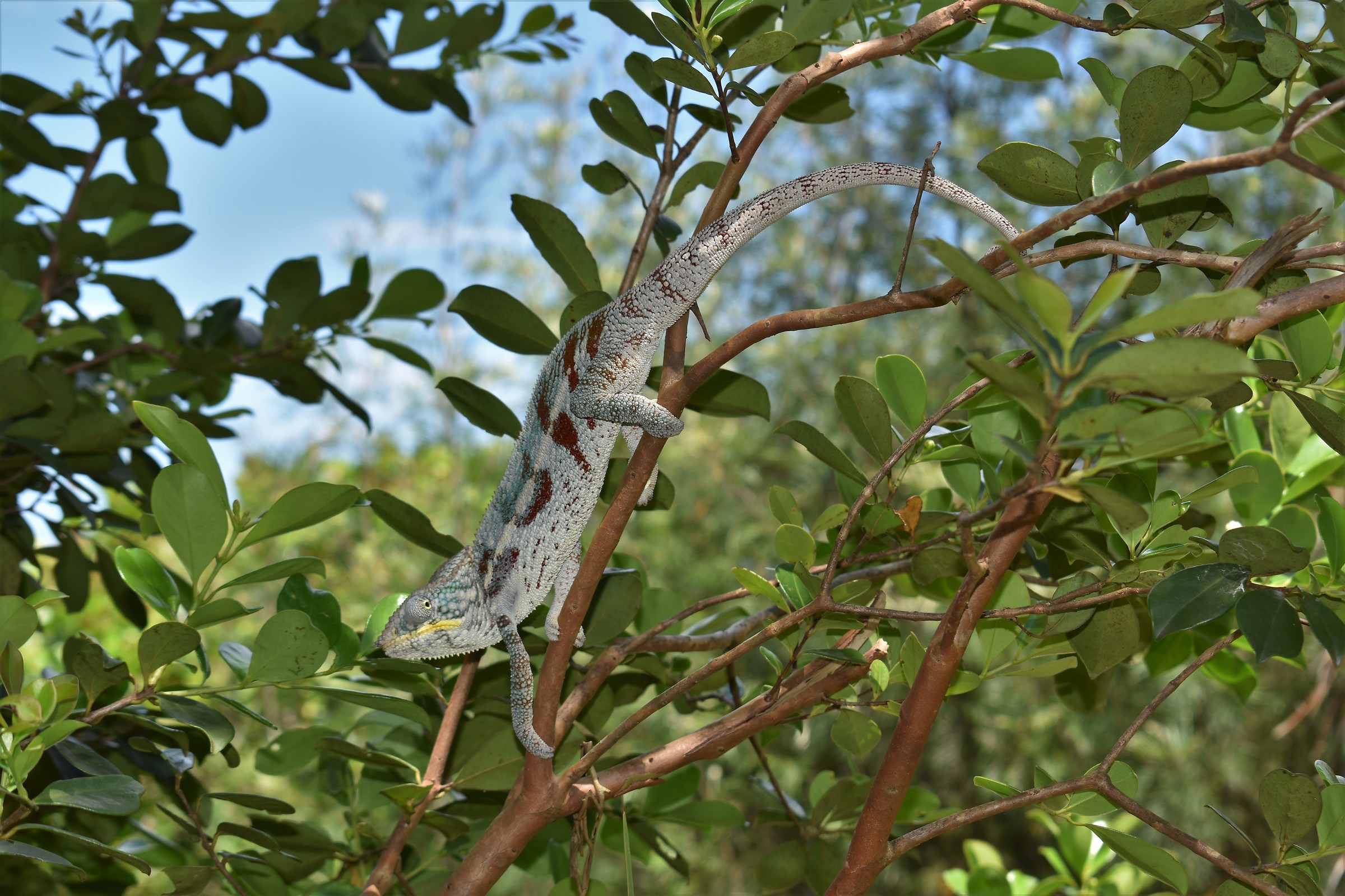 Saint' Marie Madagascar letteralmente abitata dai camal