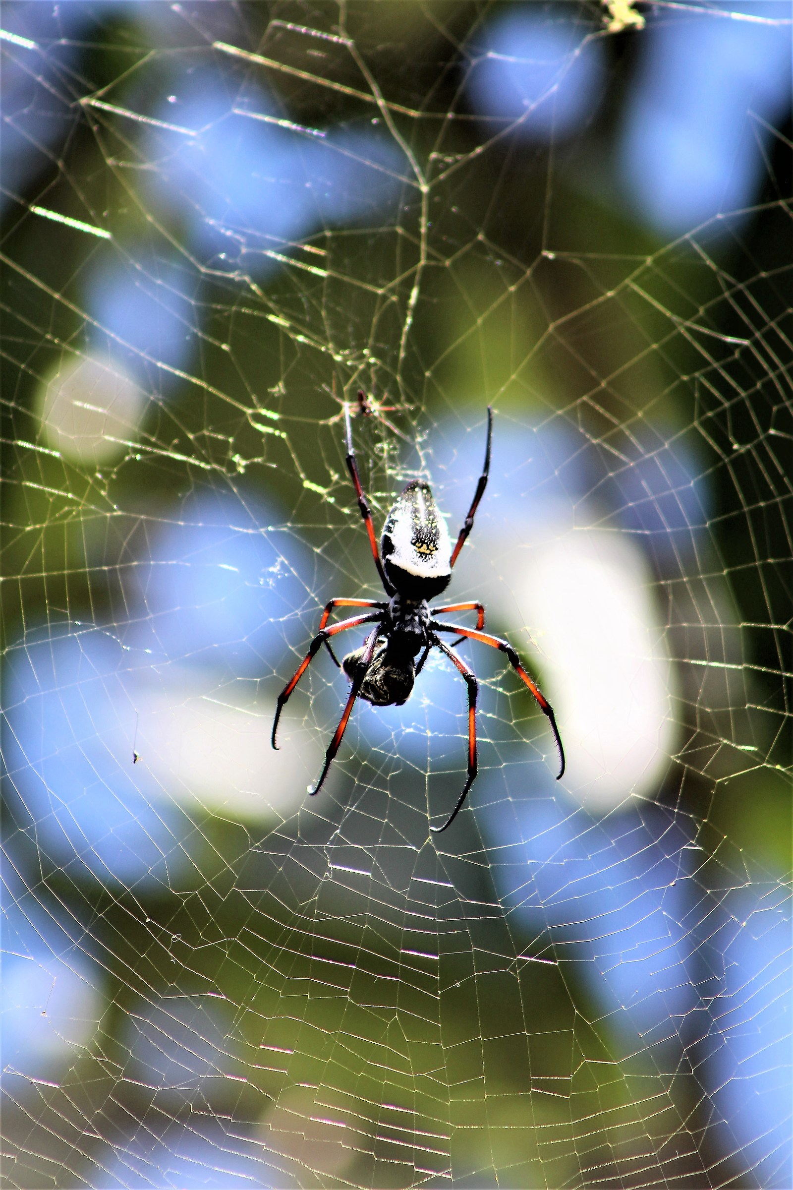 Coloratissimi enormi ma non pericolosi