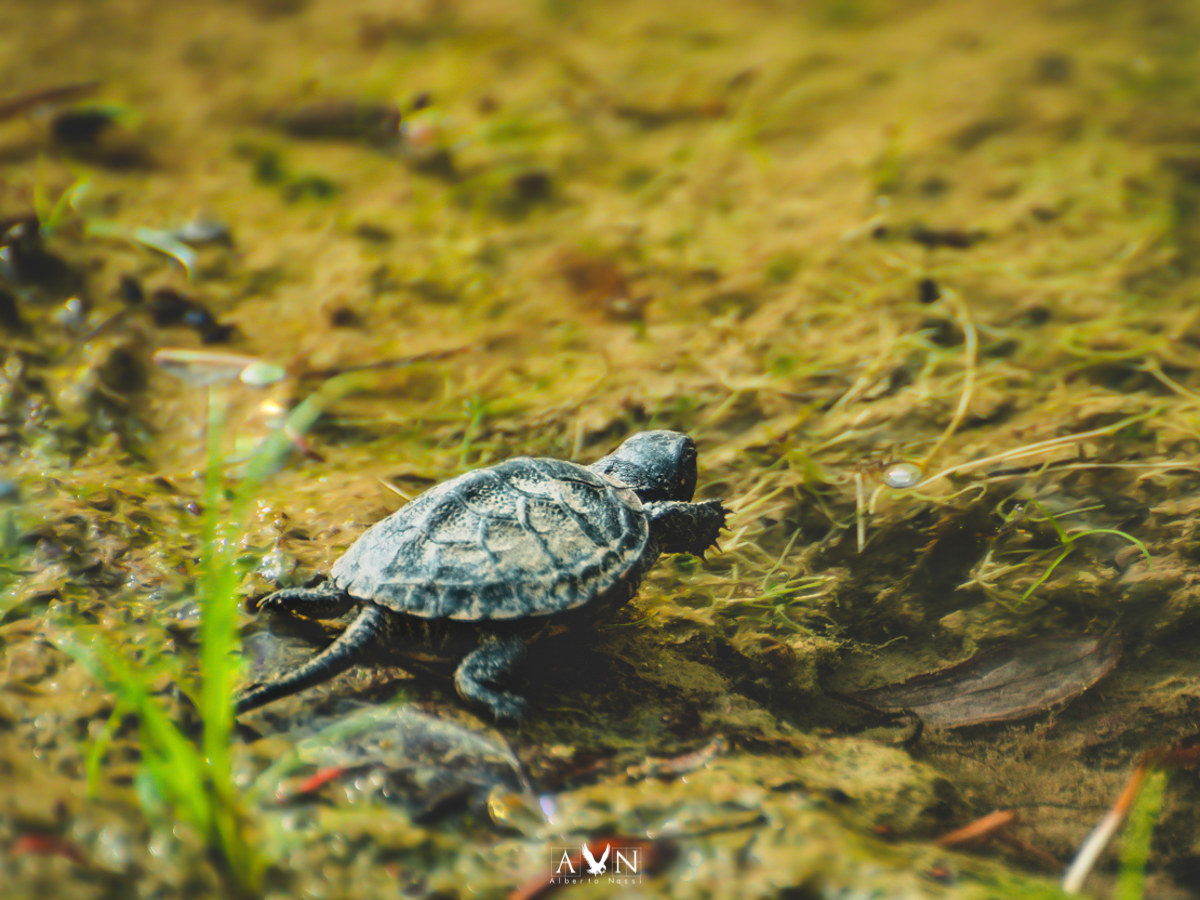 Emys Orbicularis, first steps