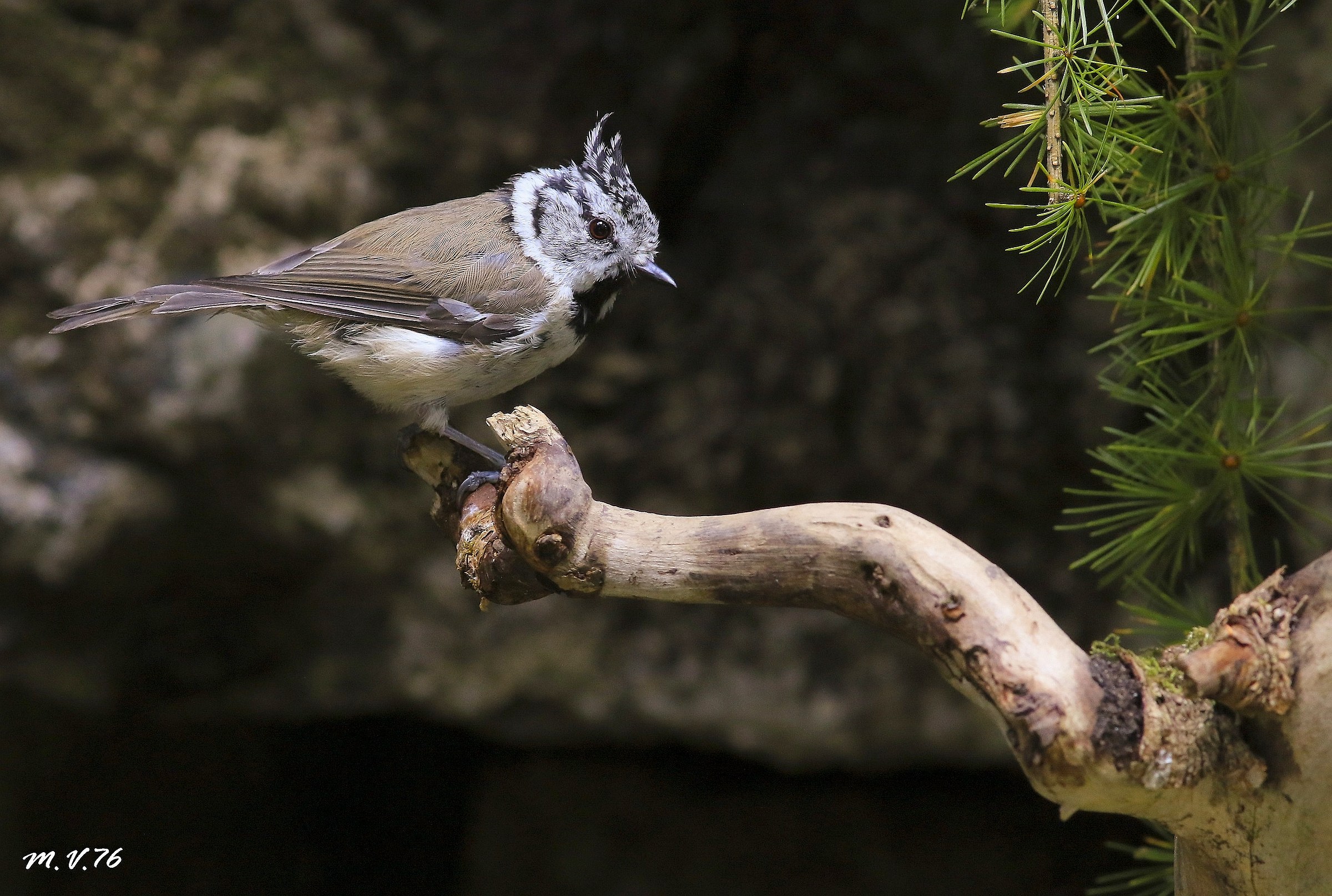 Cincia from the tuft-Lophophanes cristatus