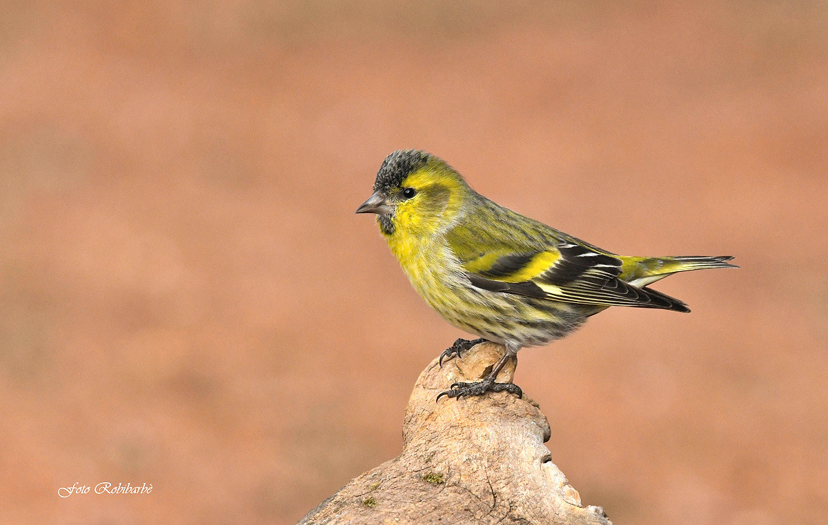 Lucherino in bella posa....