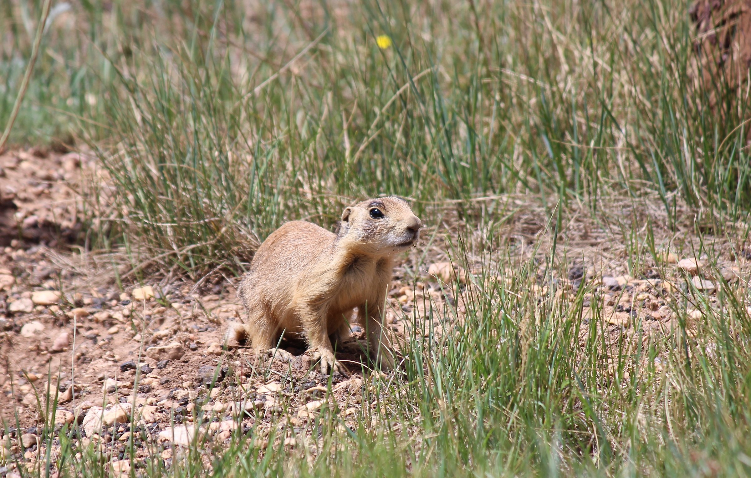 Utah praire dog