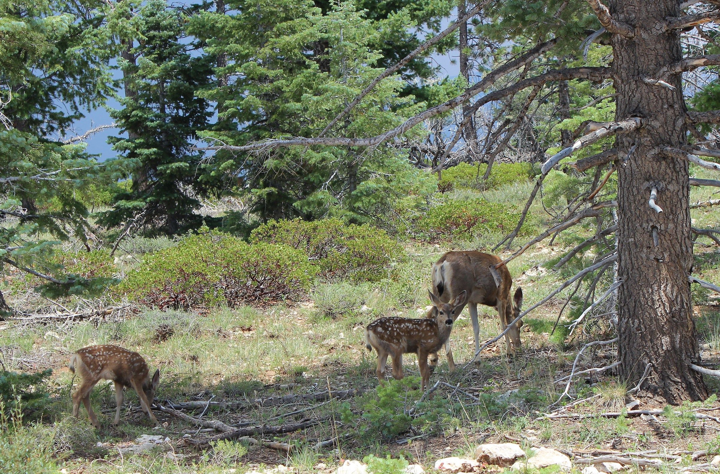 nel bosco di Poderosa