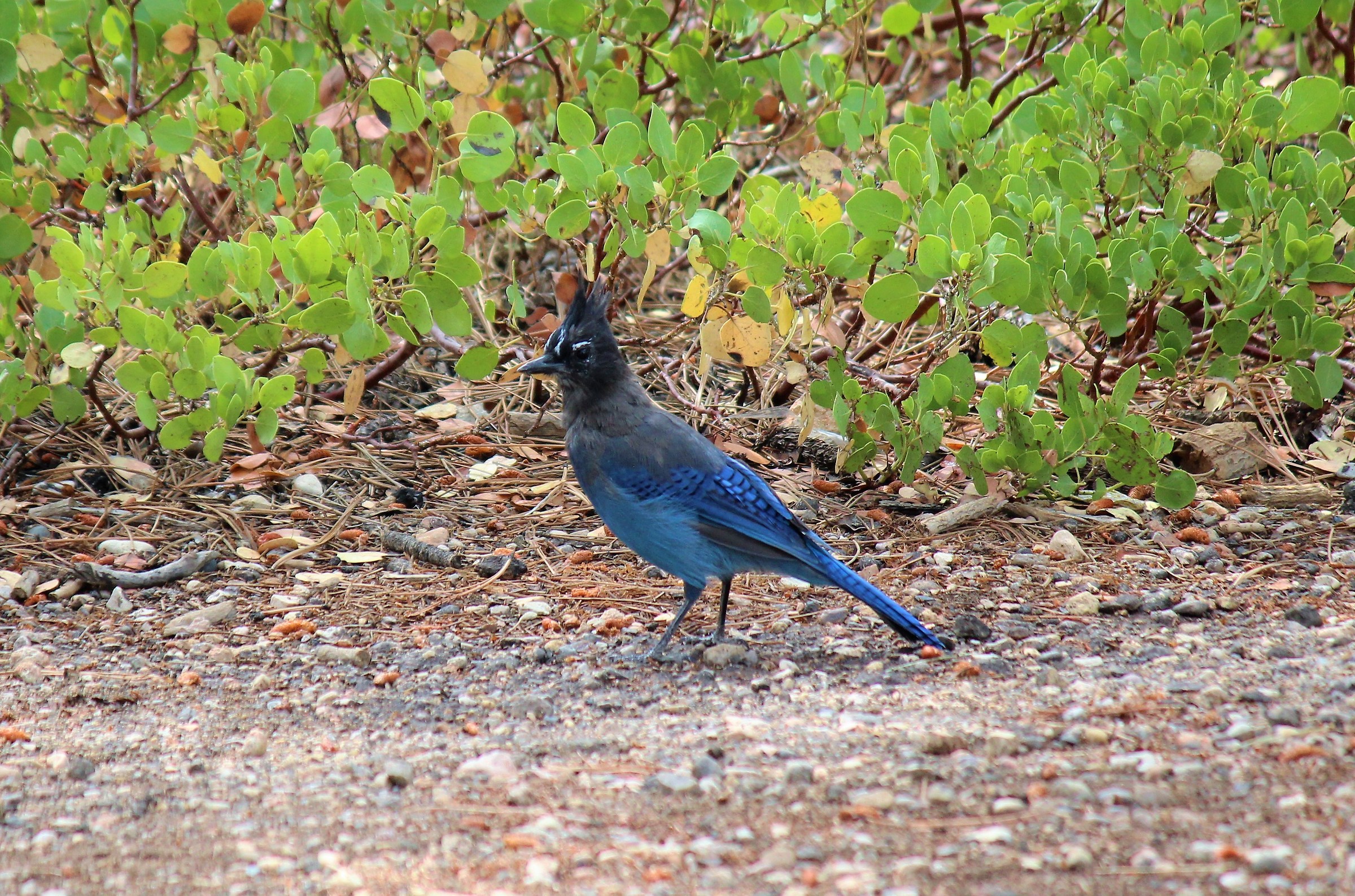 la regina di Bryce -steller Jay
