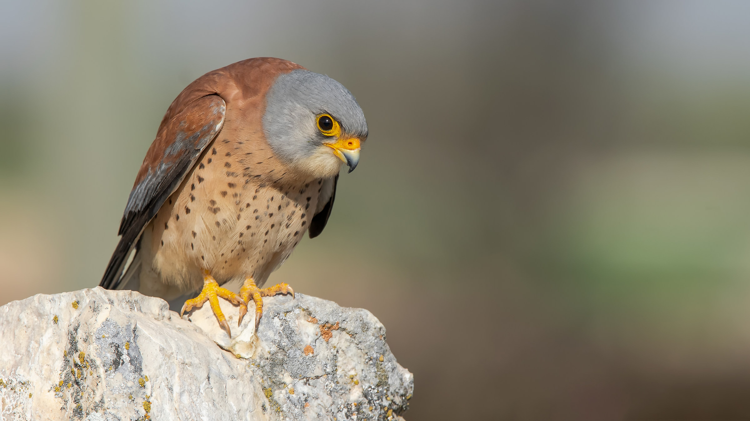 Küçük kerkenez» gheppio minore