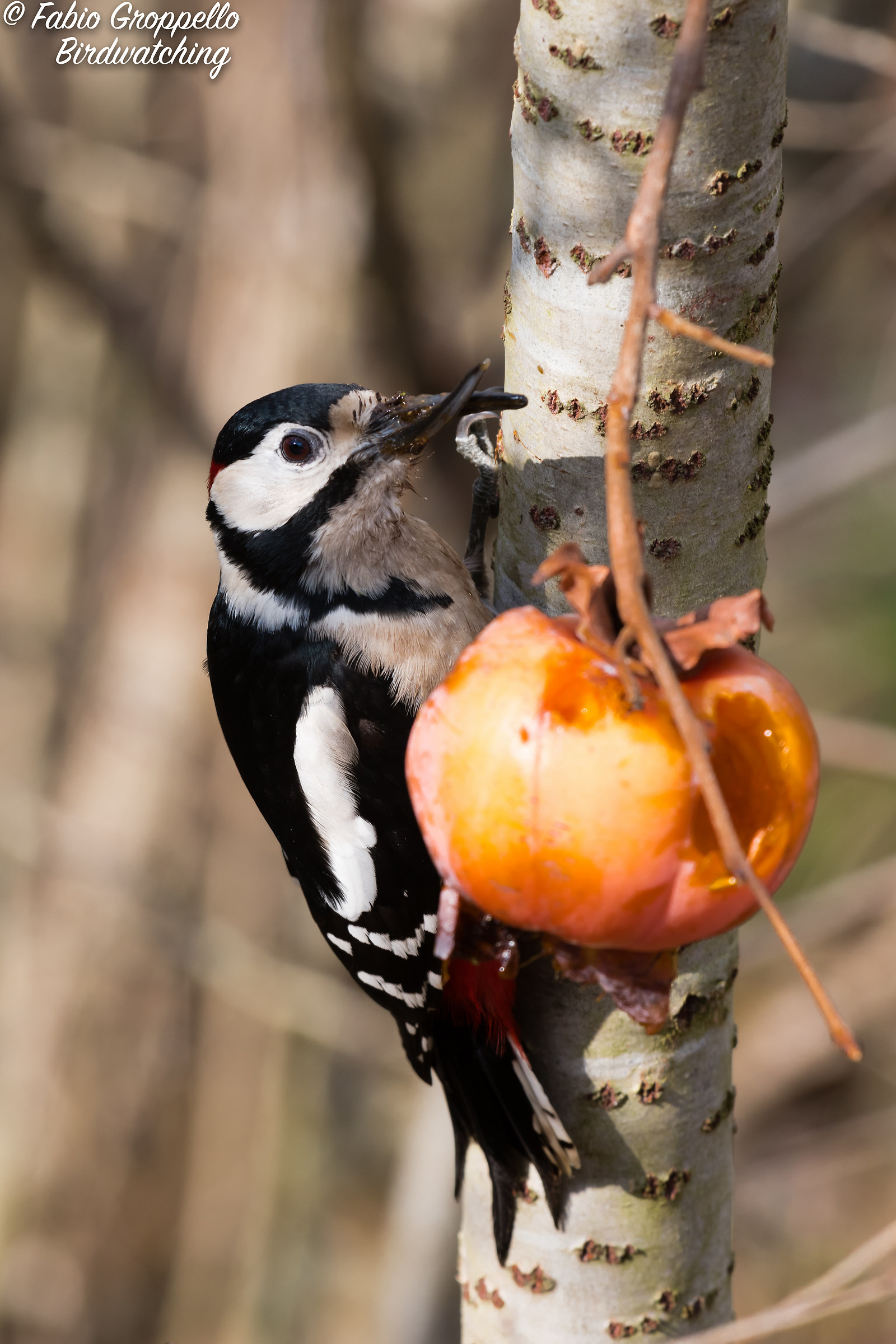 Senior Red Woodpeckers