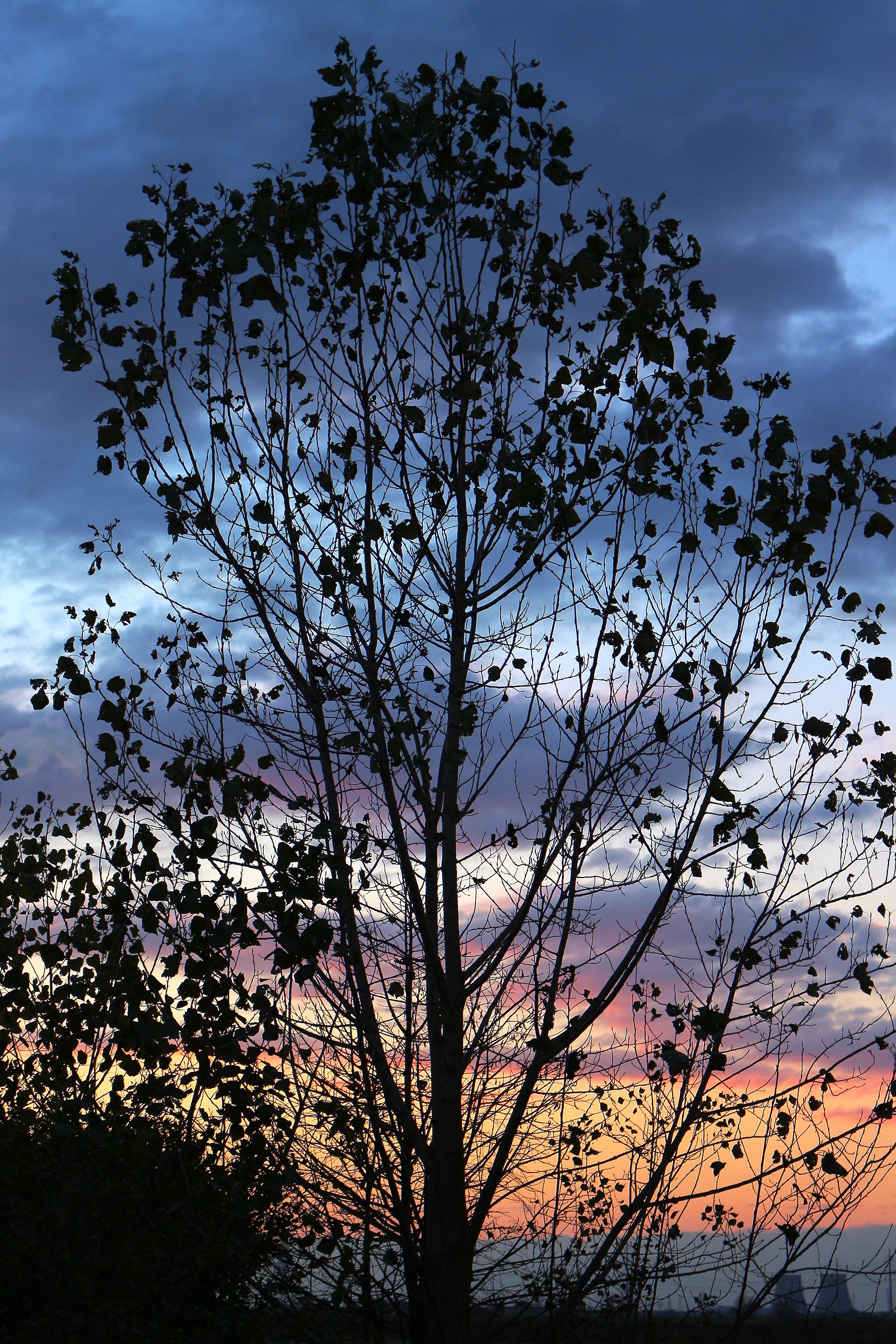 Lime tree on a sky color palette