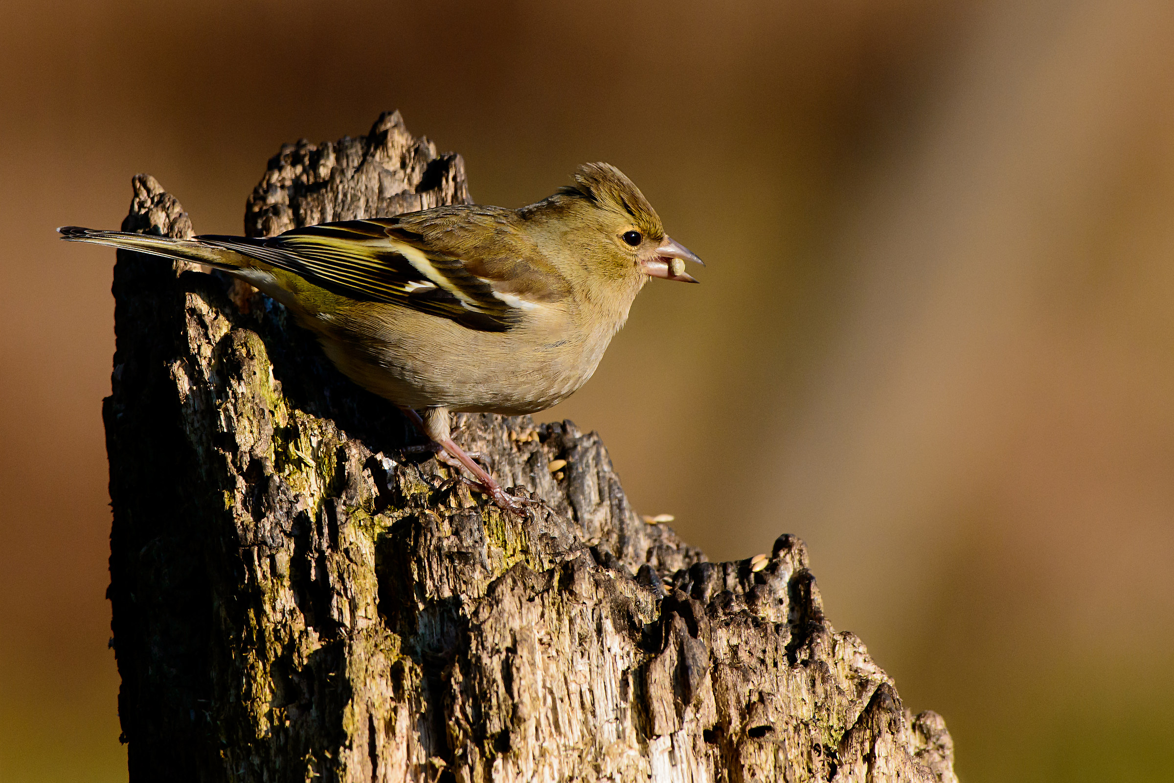 Chaffinch