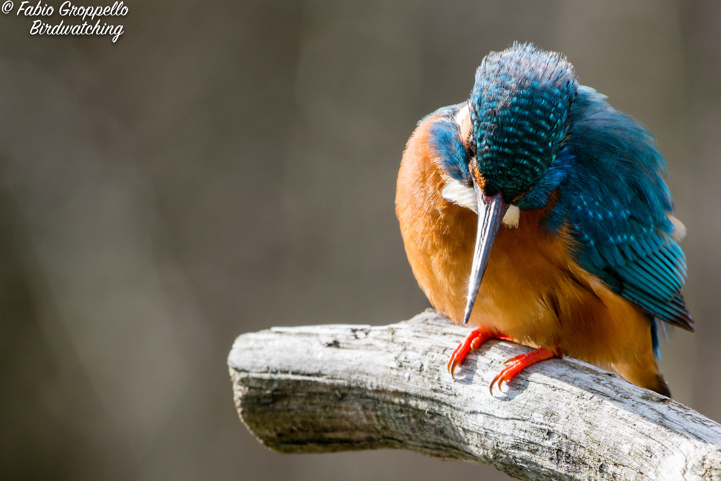 Martino riflessi nel becco