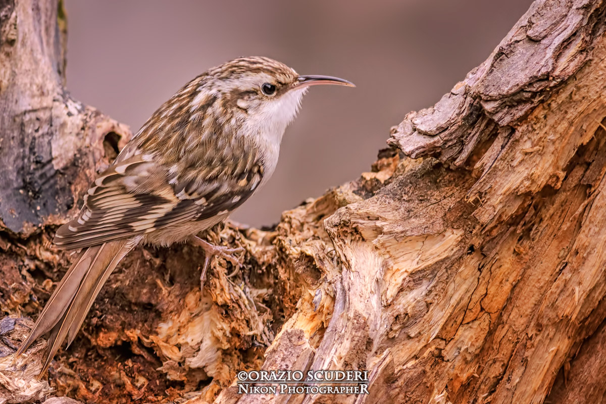 Certhia brachydactyla