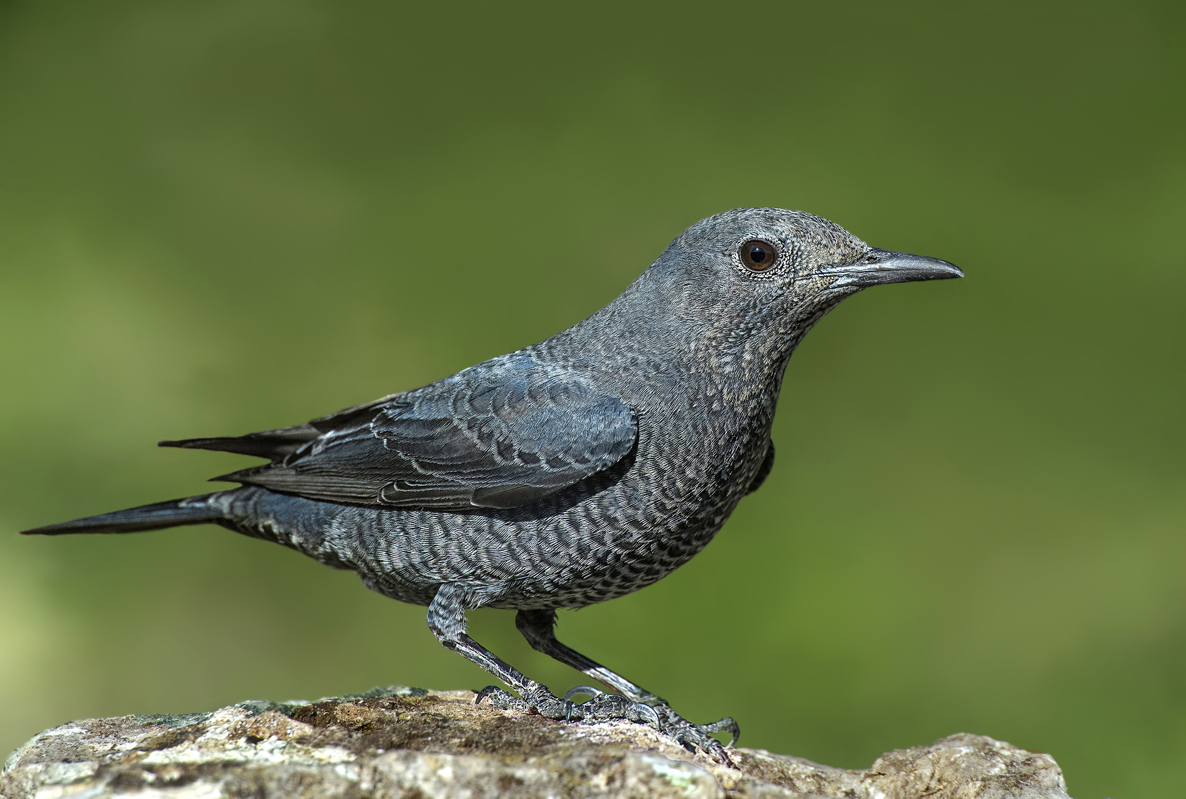 Lonely Female Sparrow