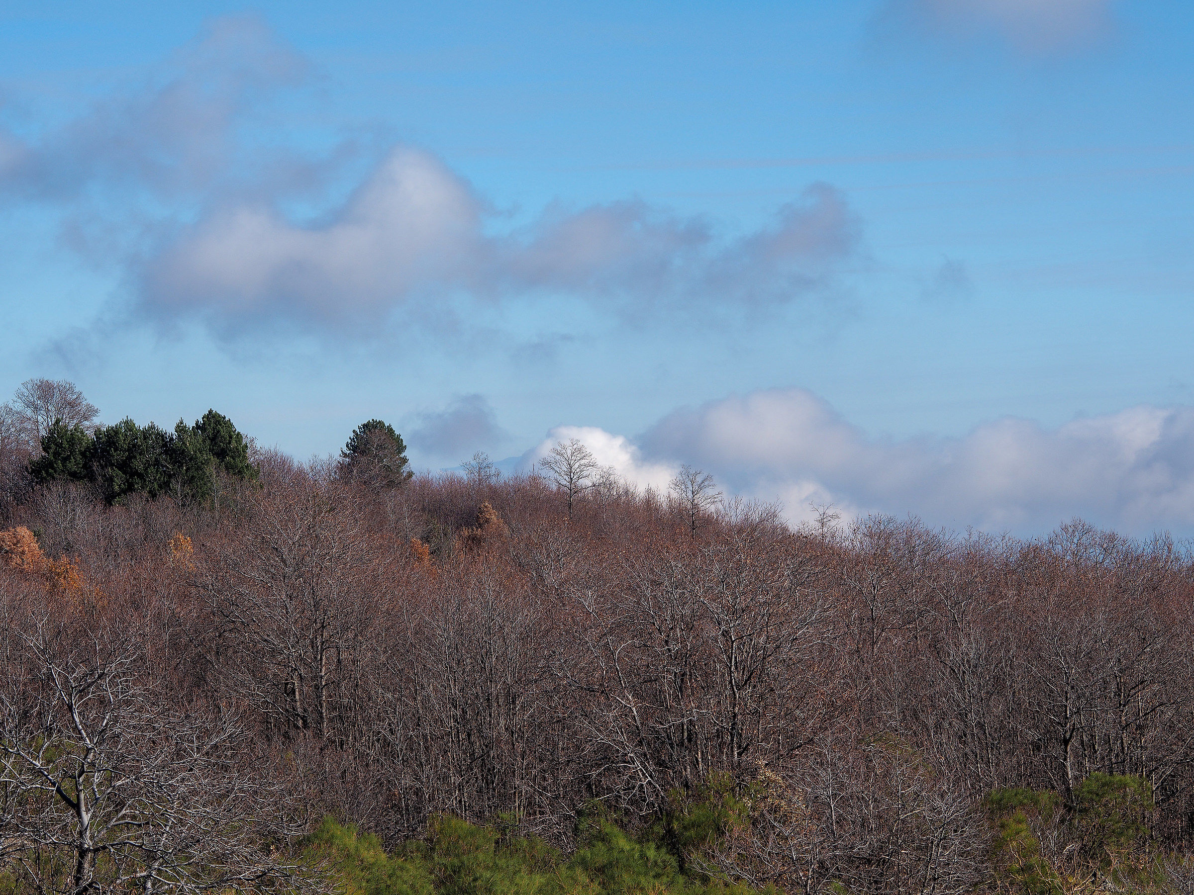 Pennellate di colore in un paesaggio d'inverno