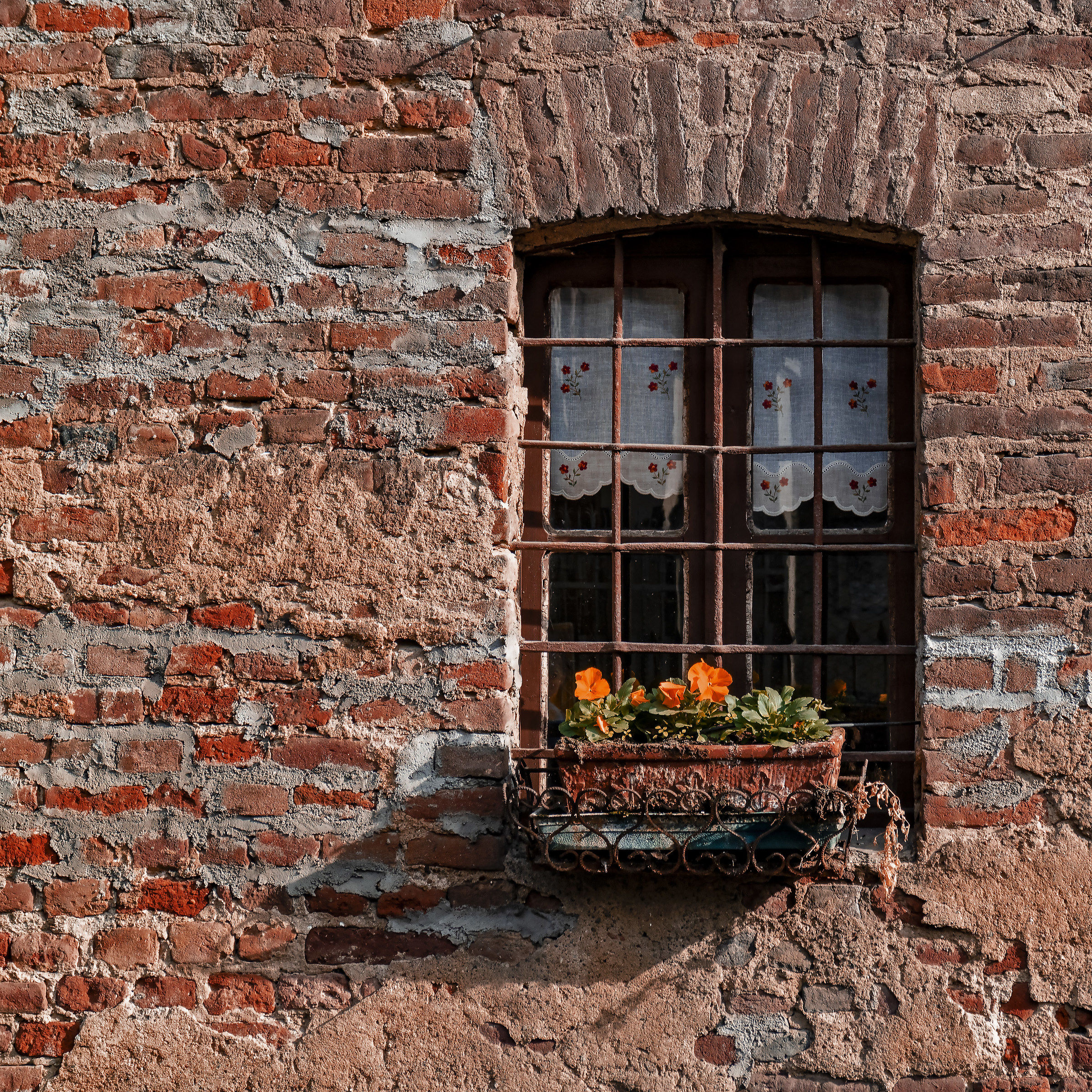 What a beautiful tendon!