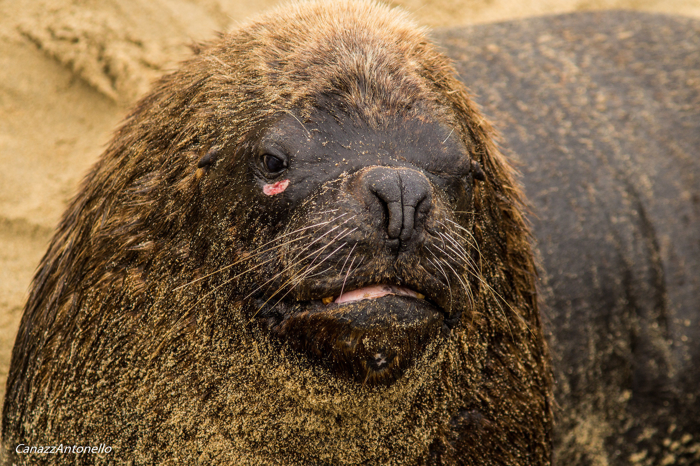 Leone marino con ferite provocate da lotte