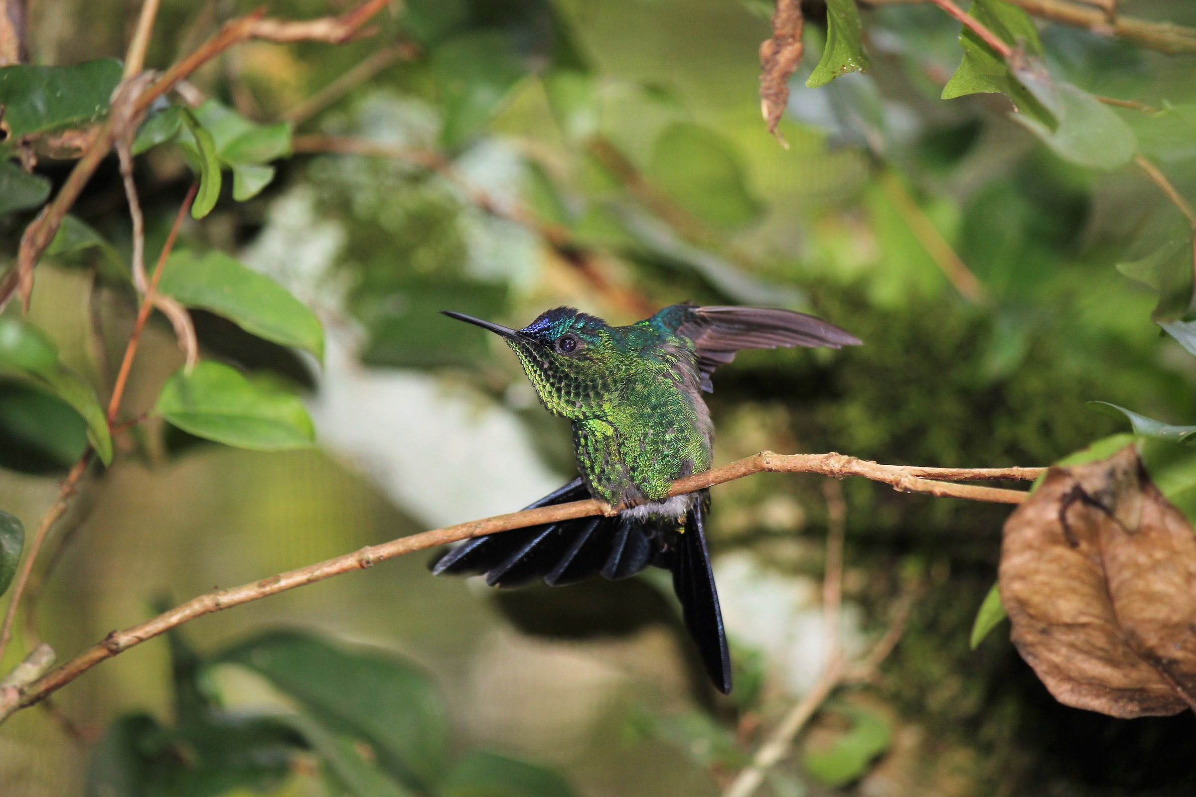 rilflessi-Violet Capped Woodnymph