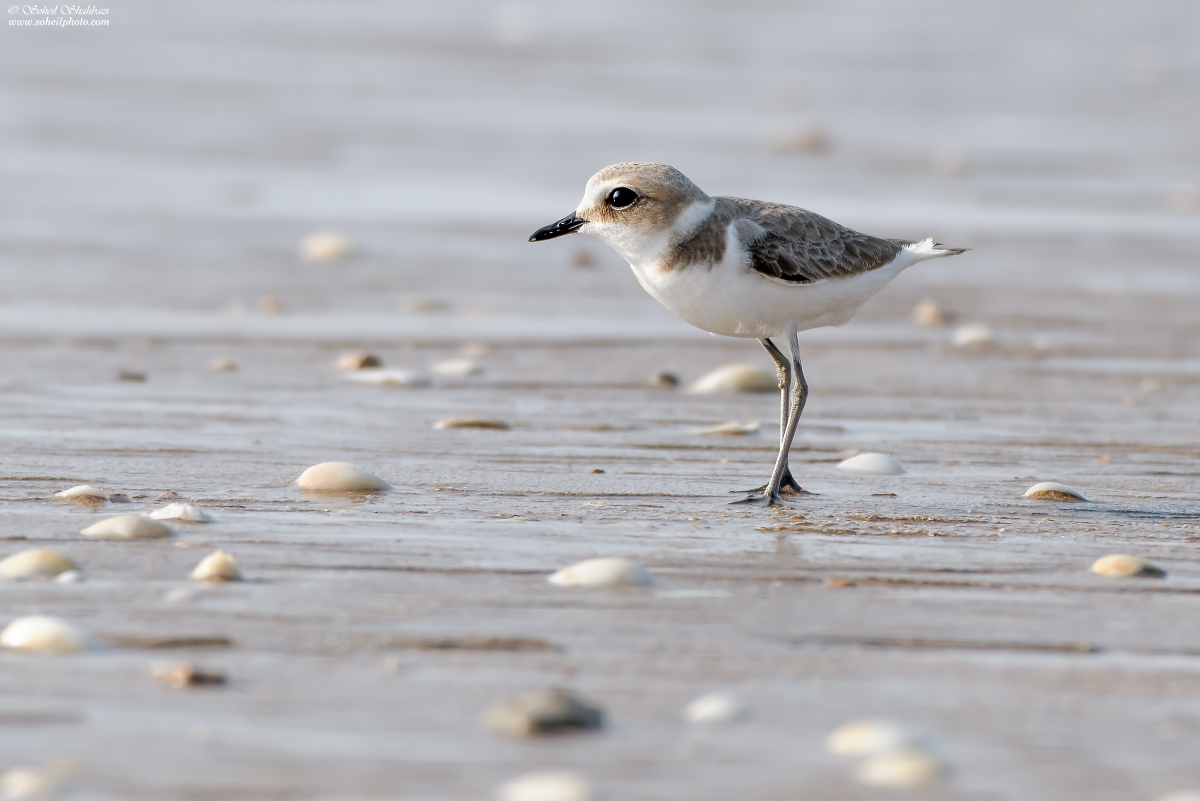 Lesser sand plover
