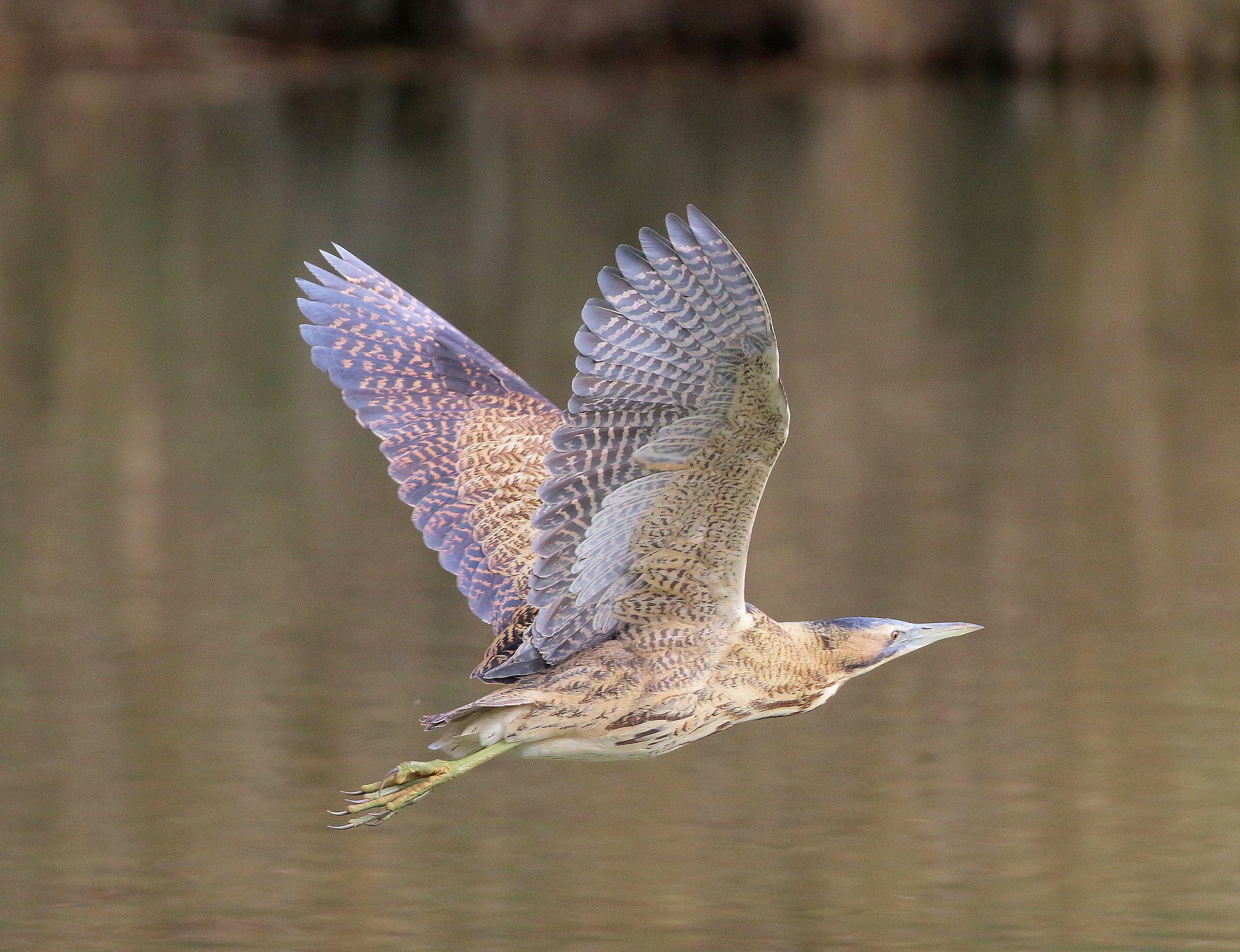 Bittern