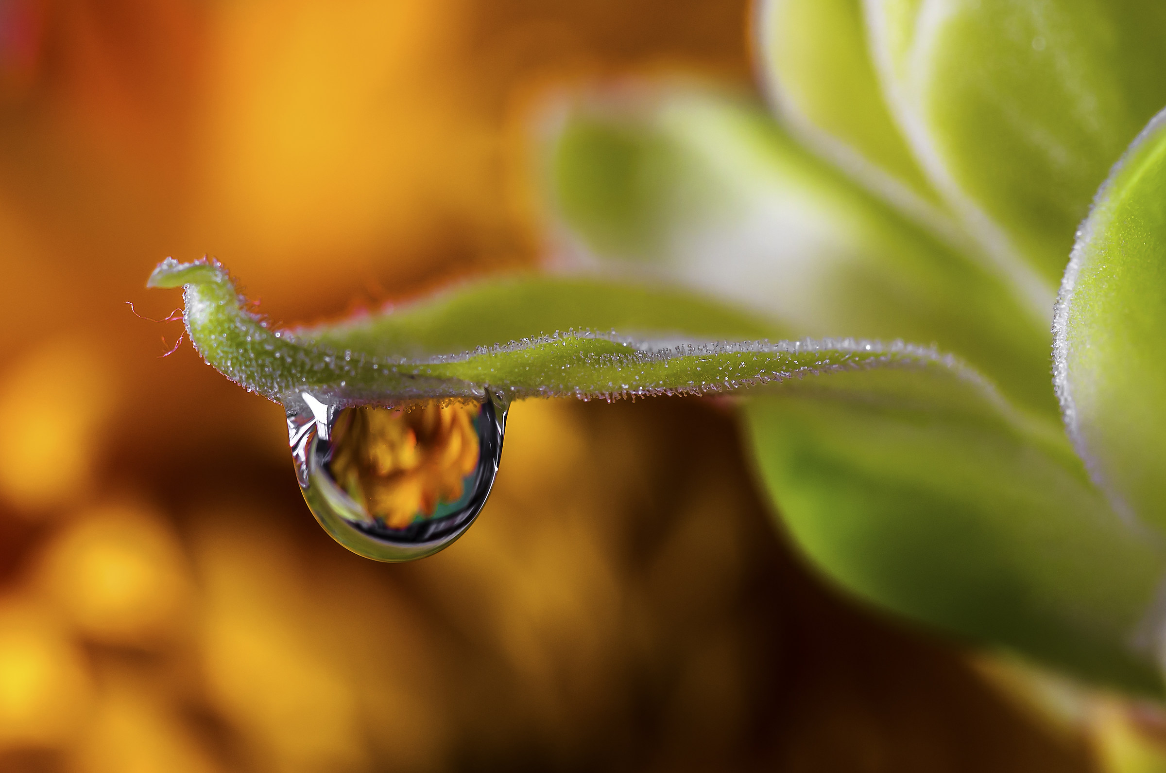 A drop of life