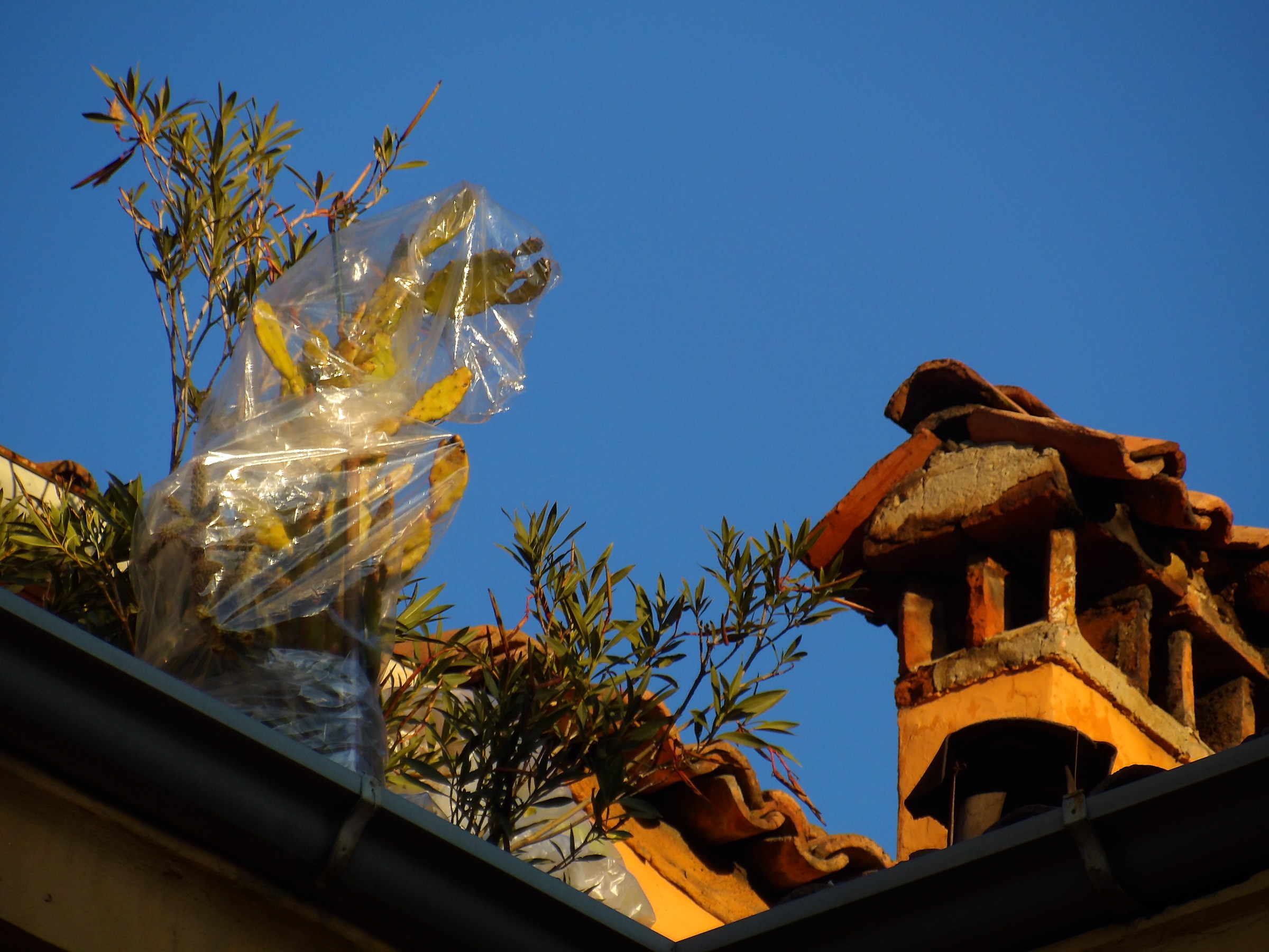On the roofs of Modena