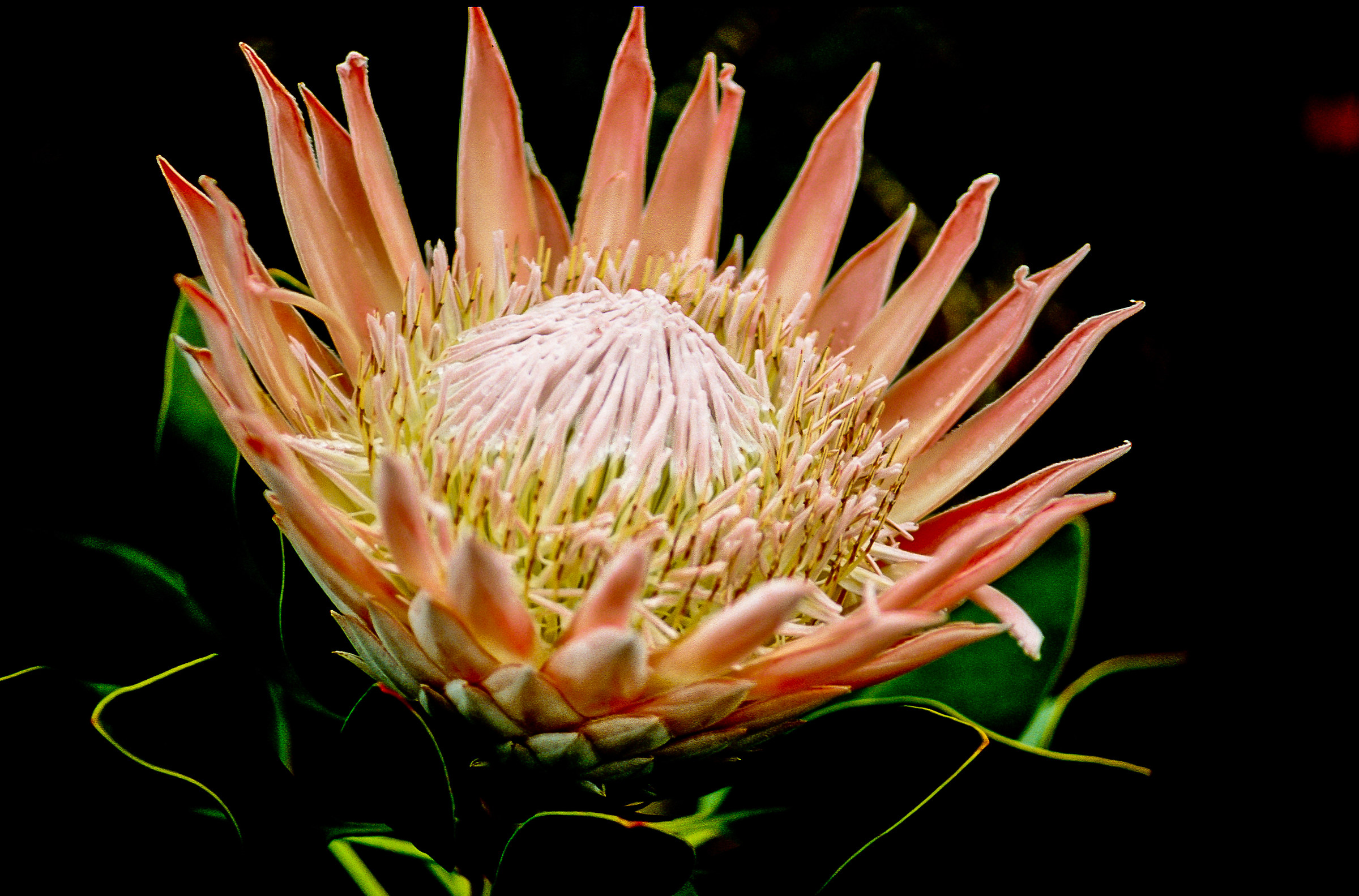 Protea